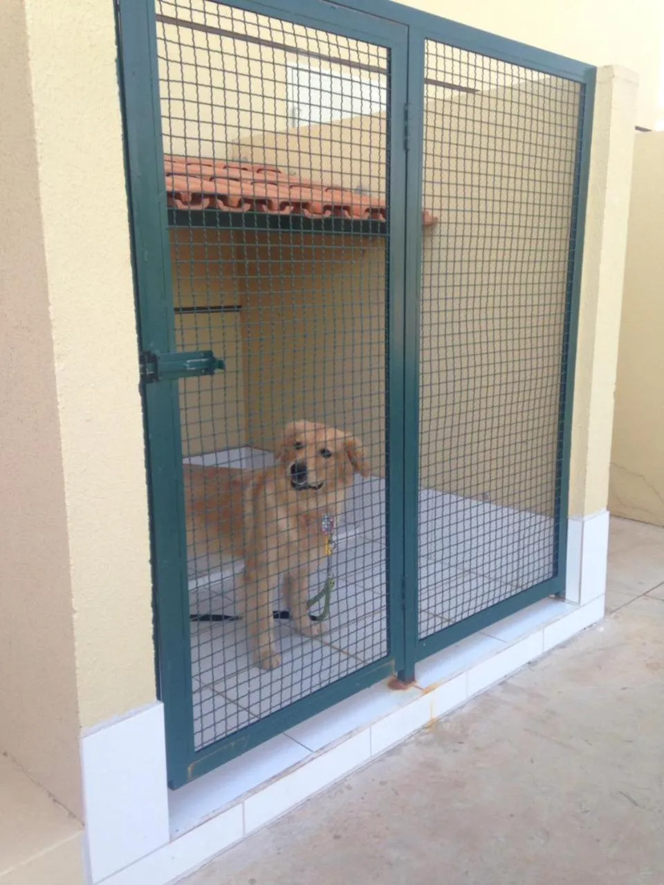 Animals in Hotel 10 Palmas