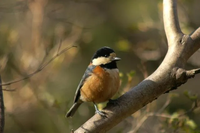 La Forest De Nome Karuizawa