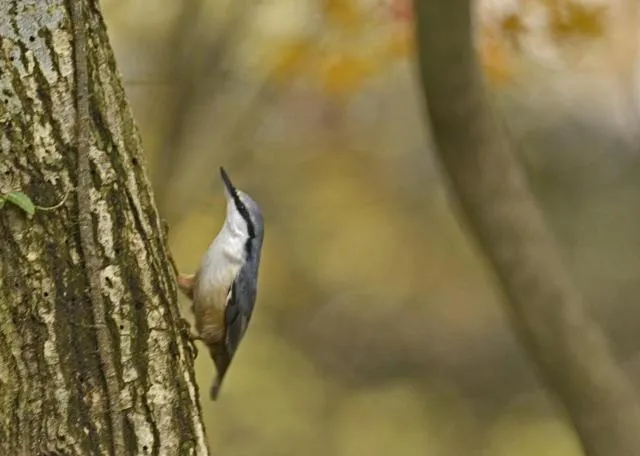 Animals in La Forest De Nome Karuizawa