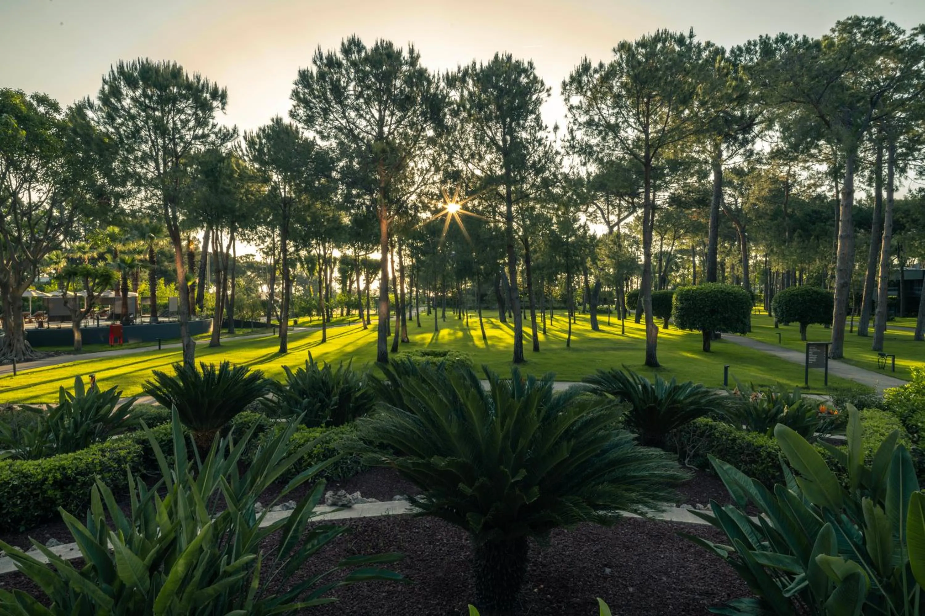 Spring in Balmy Foresta