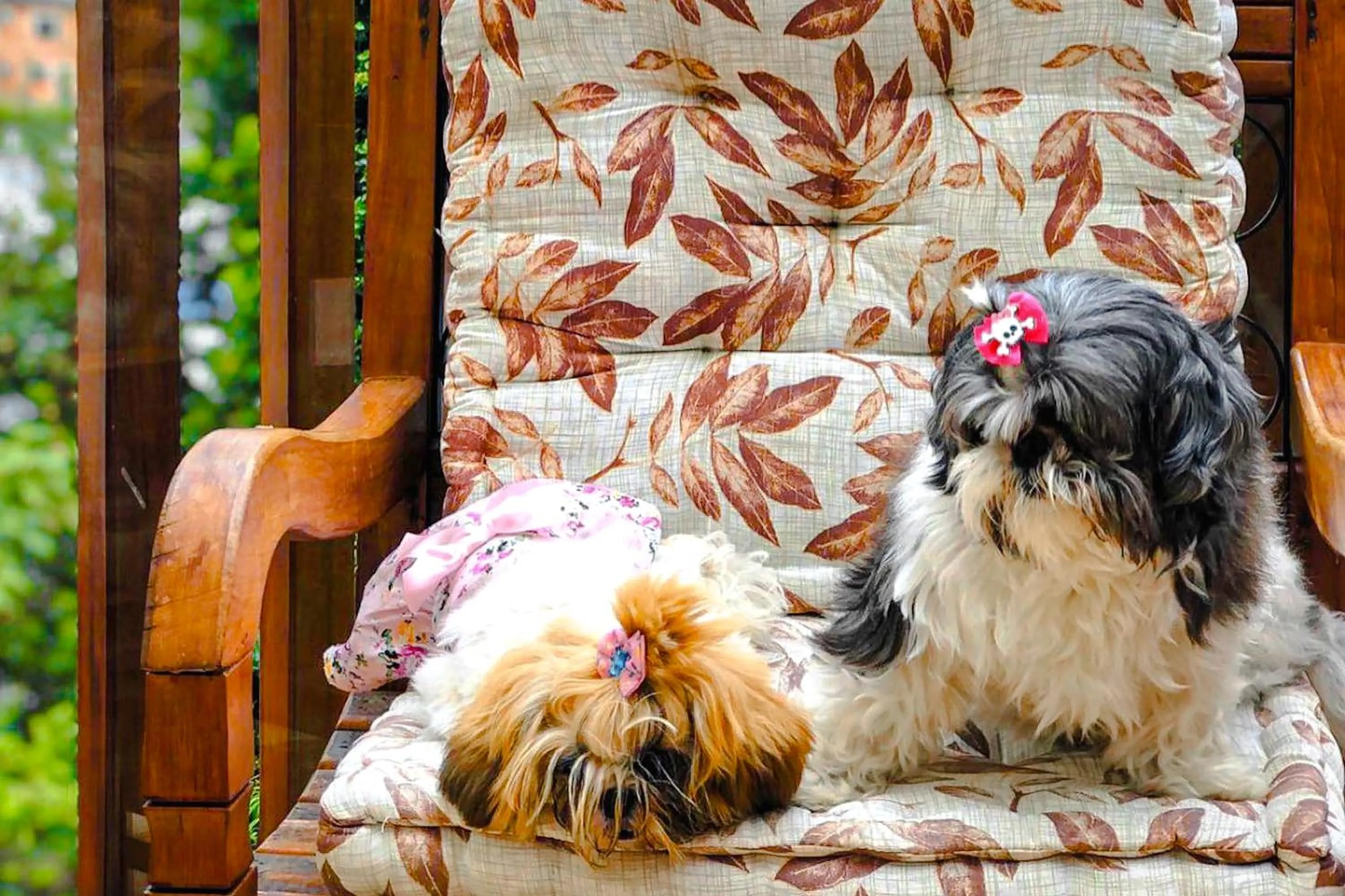 Pets in VELINN Pousada Vila Floratta