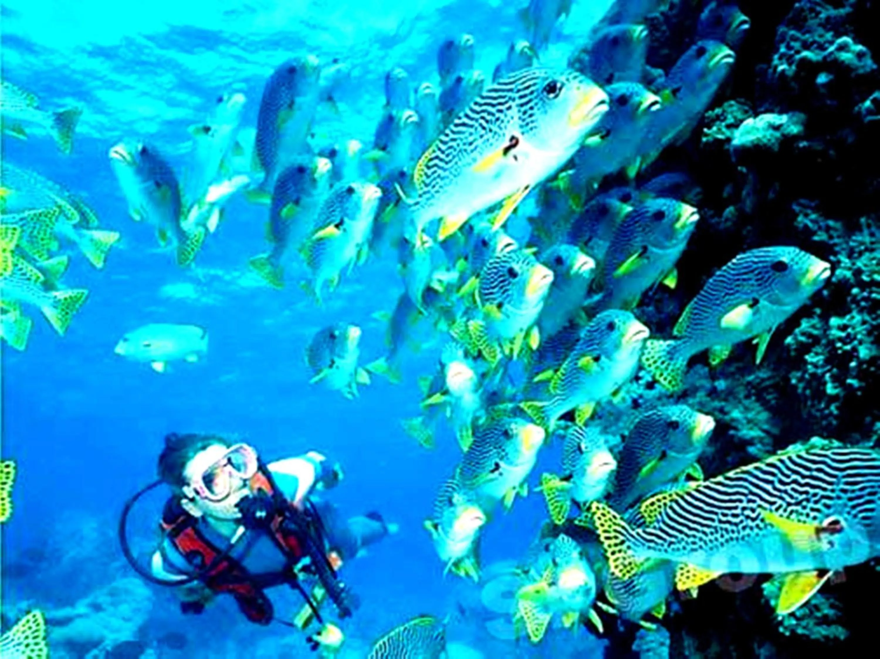 Diving in Rimsuan House