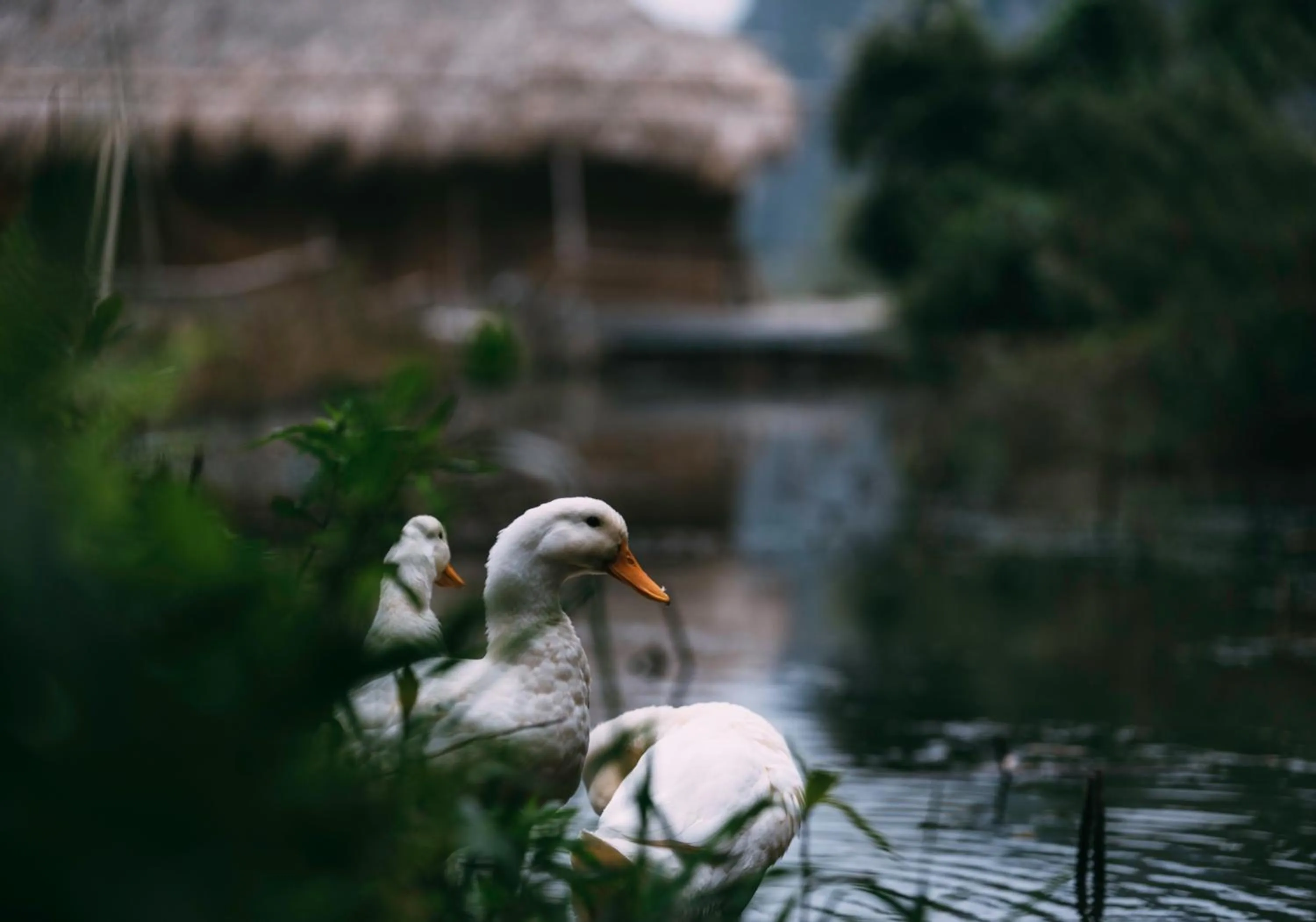 Animals in Chez Beo Homestay