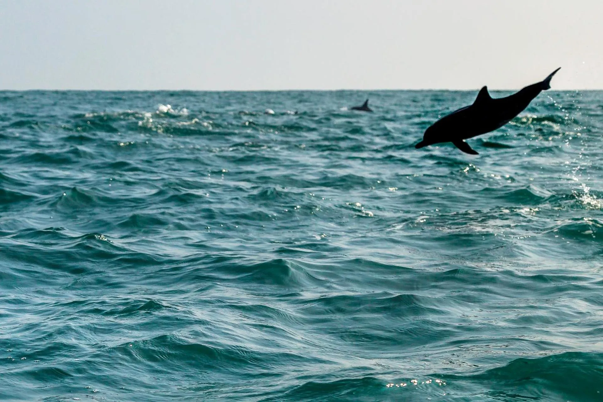 Activities in Atara Lagoon Kalpitiya