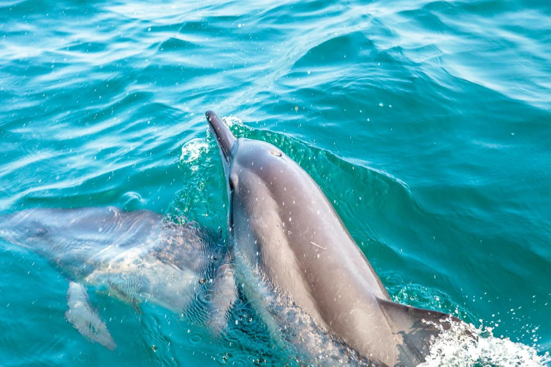 Animals in Atara Lagoon Kalpitiya
