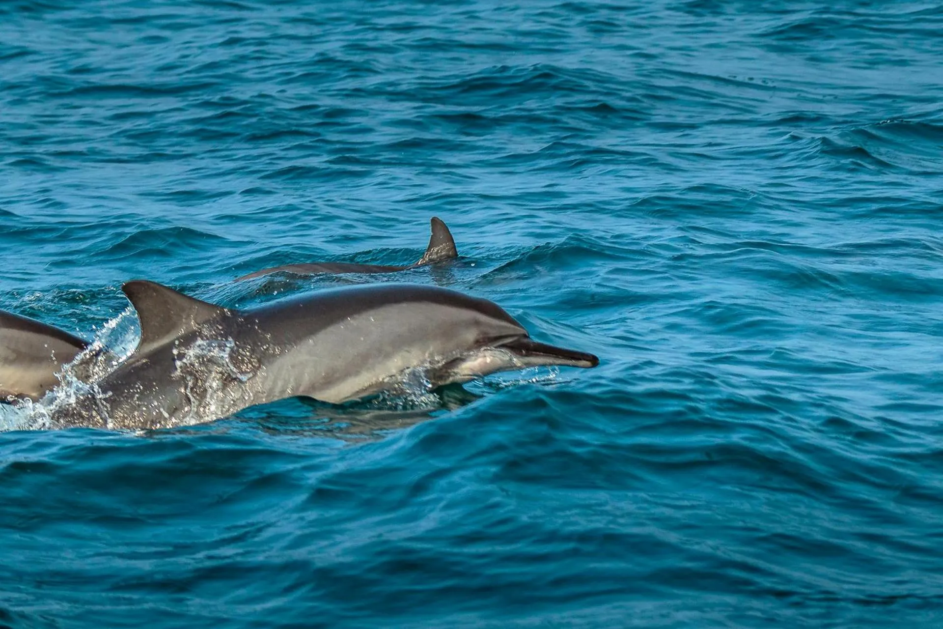 Activities in Atara Lagoon Kalpitiya