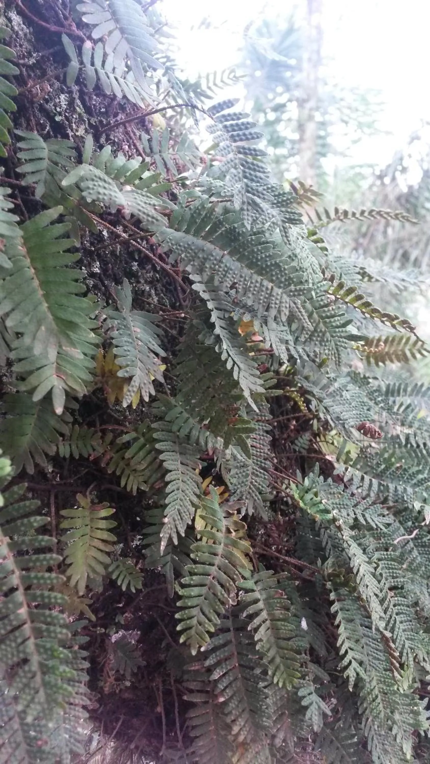 Other in Kelta Hotel Puerto Iguazú CENTRO