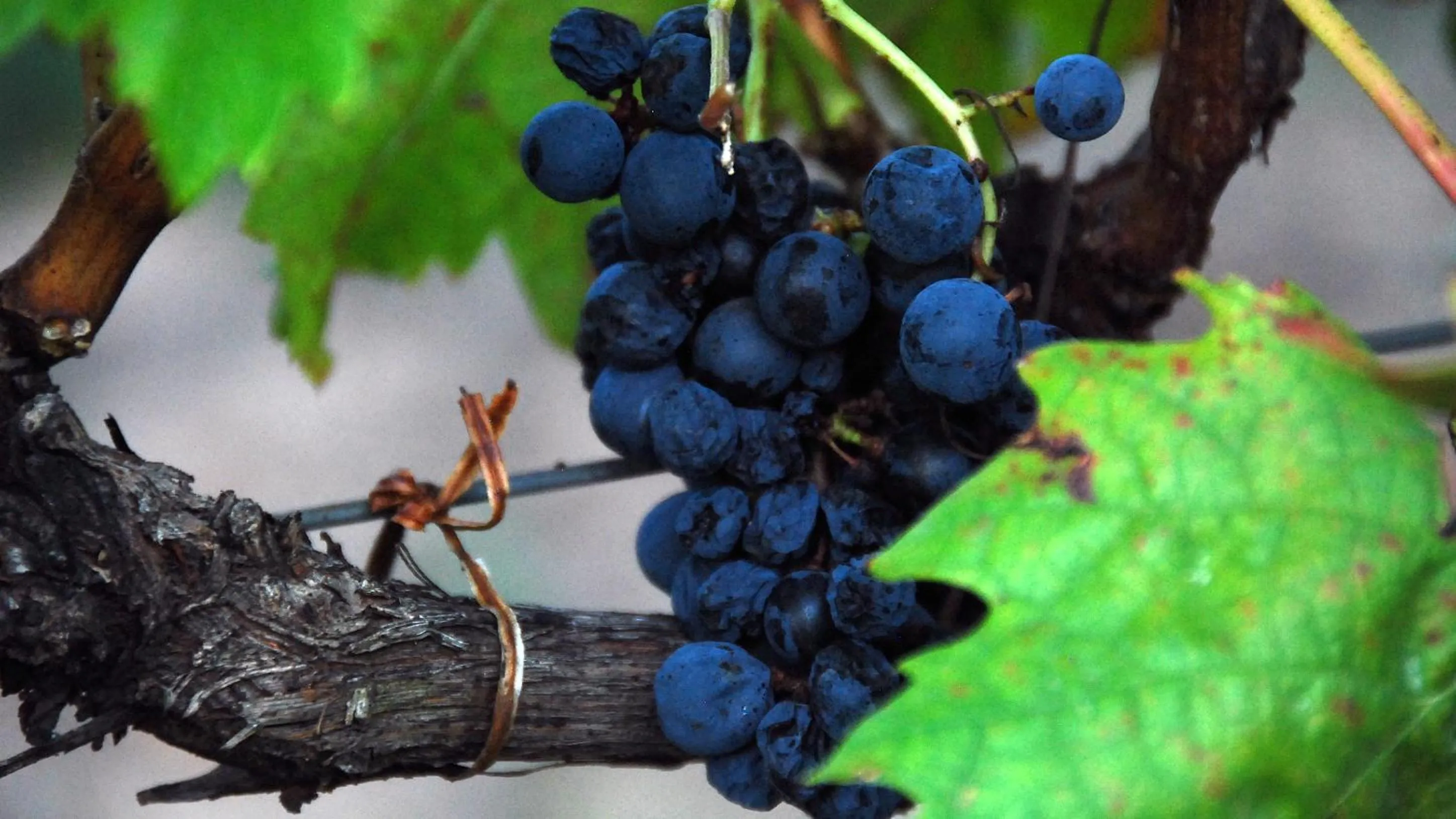 The Vines Motel & Cottages