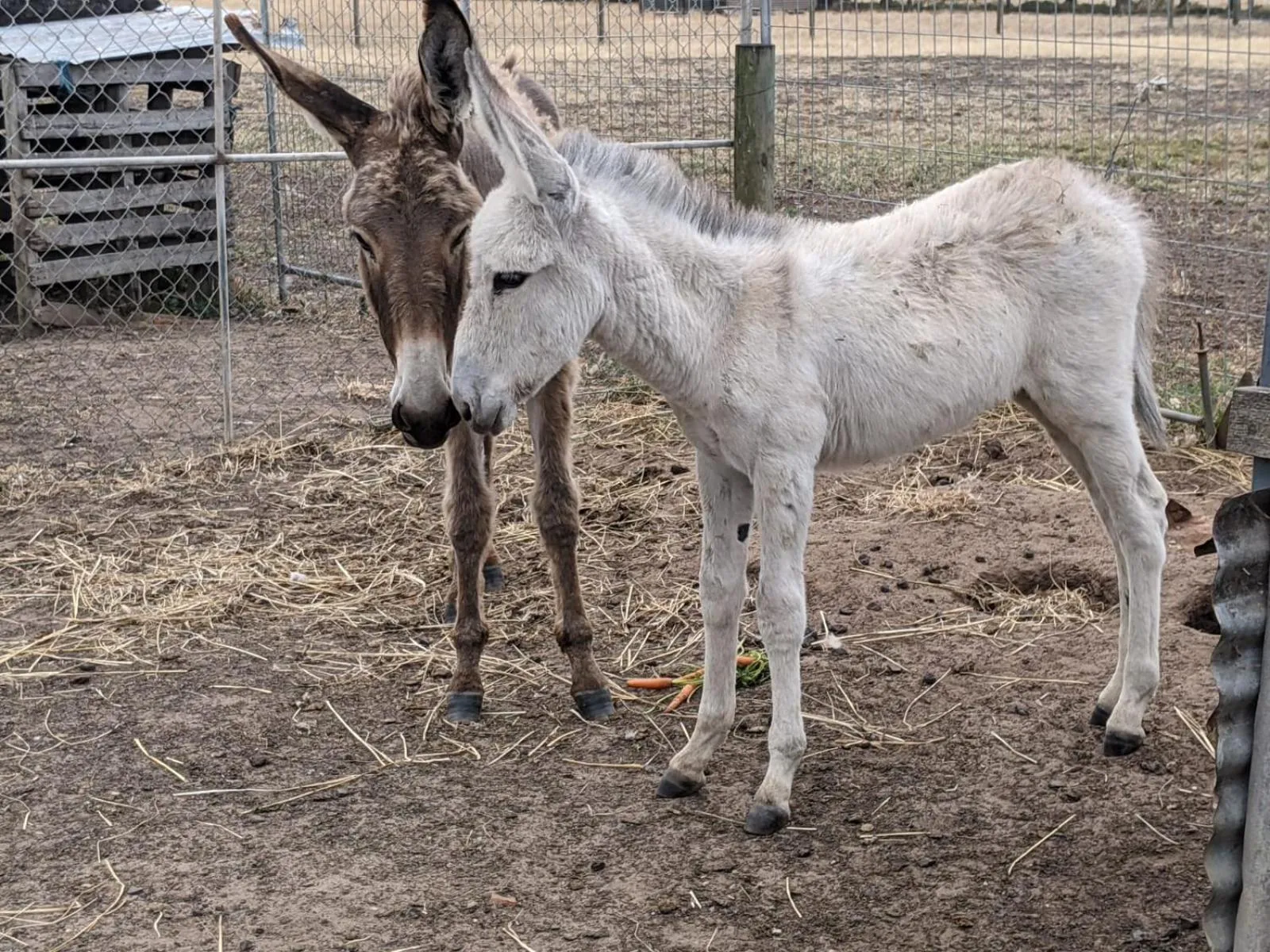 Animals in The Oxley Estate