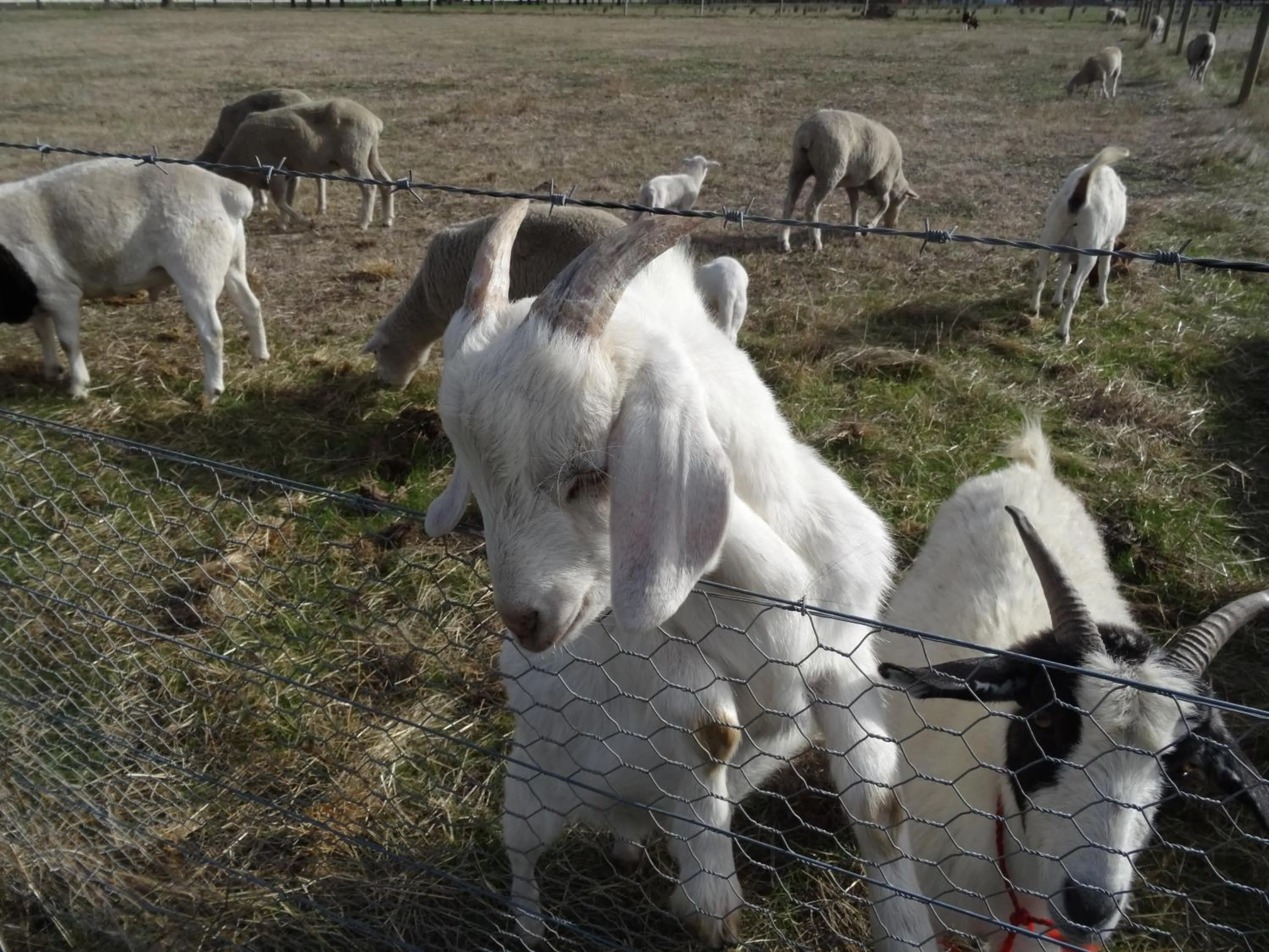 Animals in The Oxley Estate
