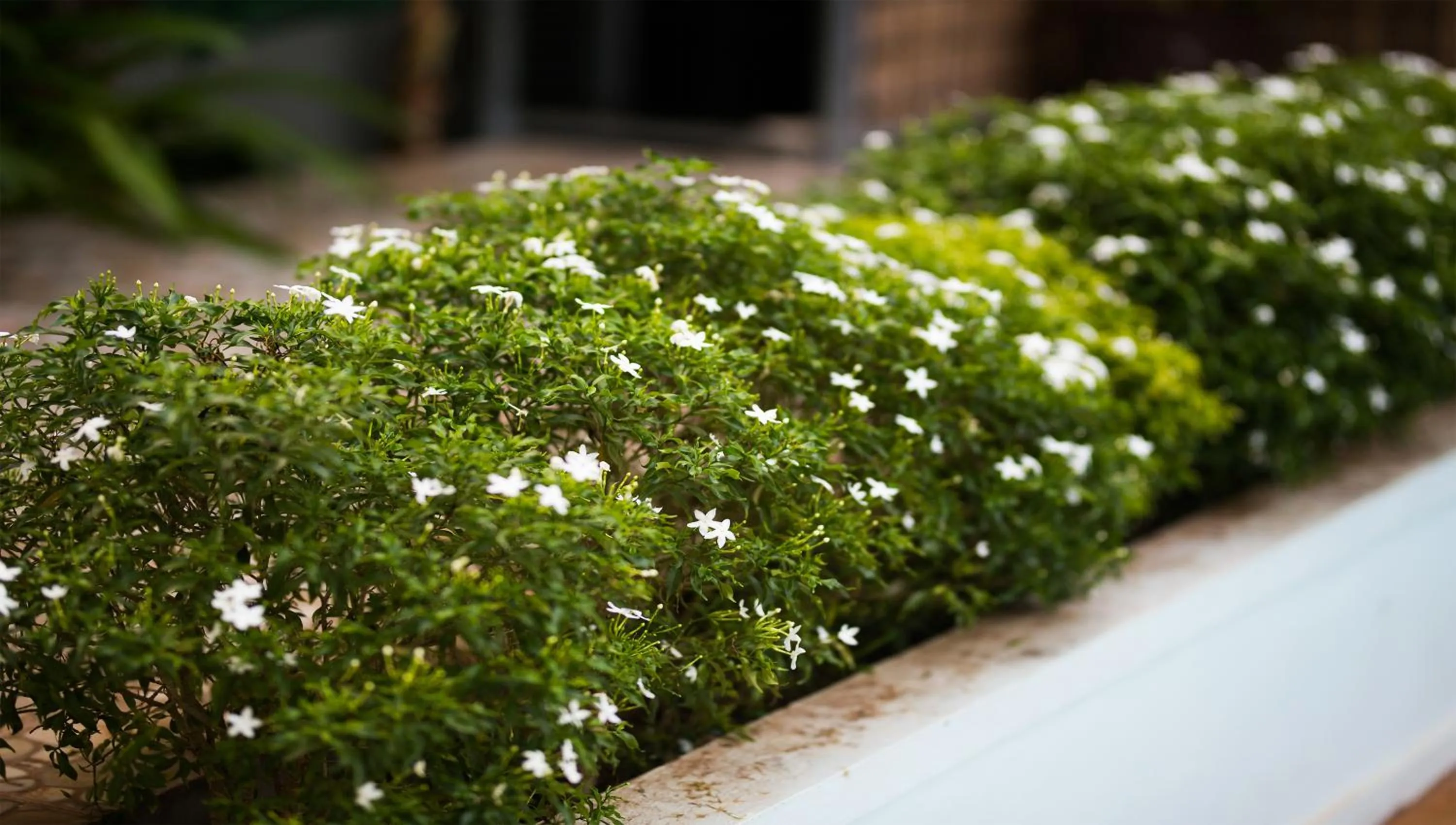 Floor plan in Angkor Ry Boutique