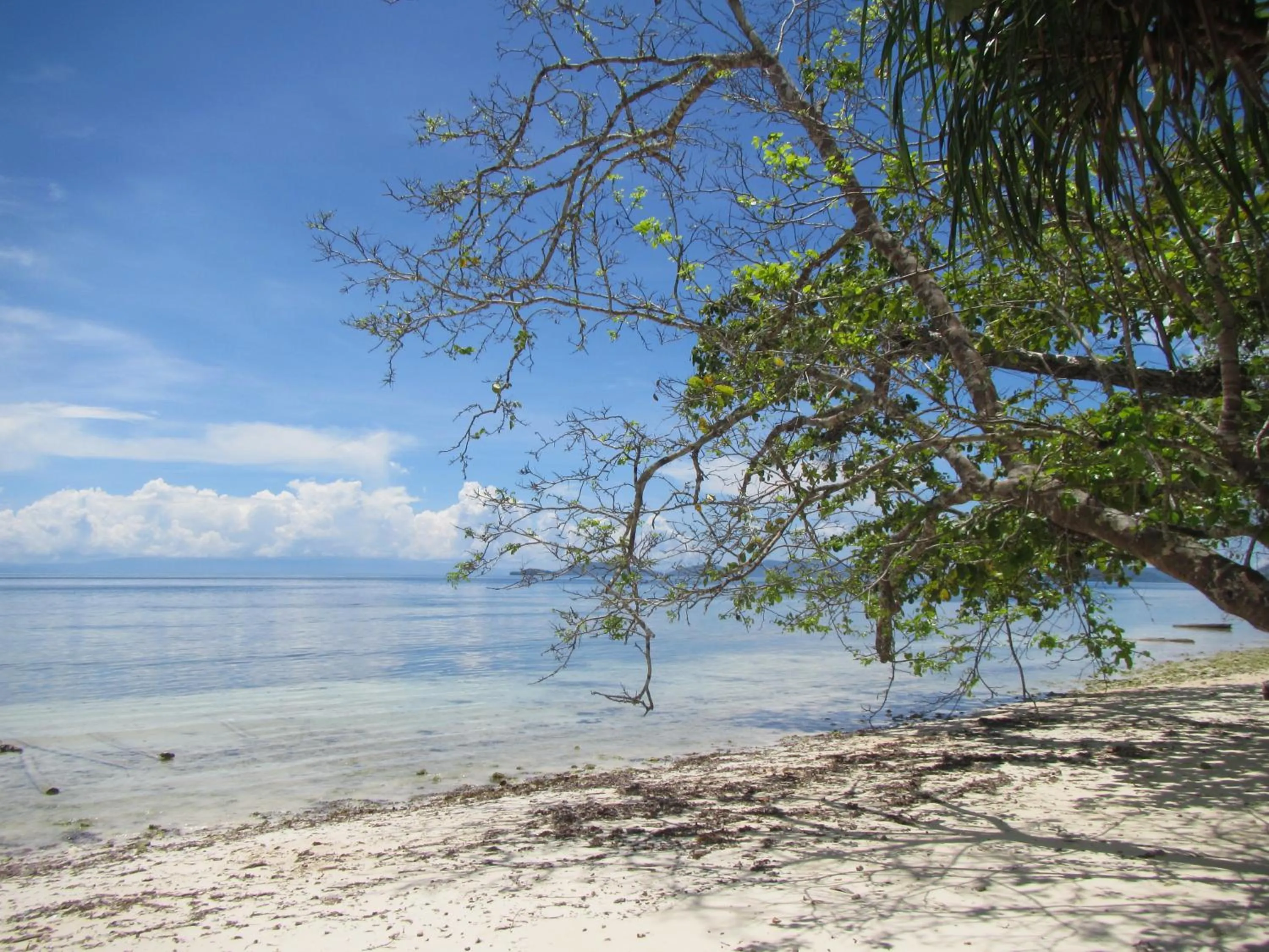Beach in Scuba Republic Beach Bungalows