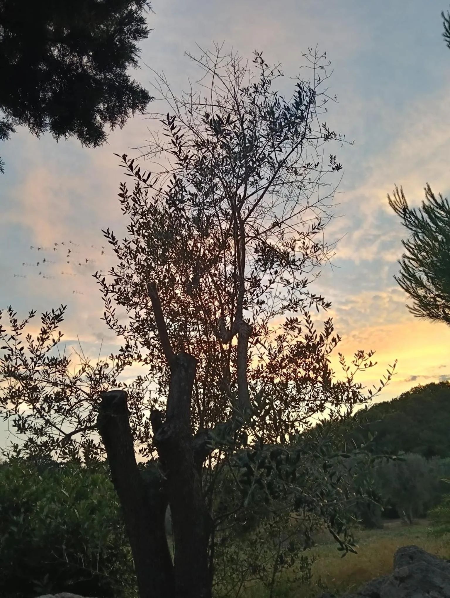 Property building in Masseria Lama