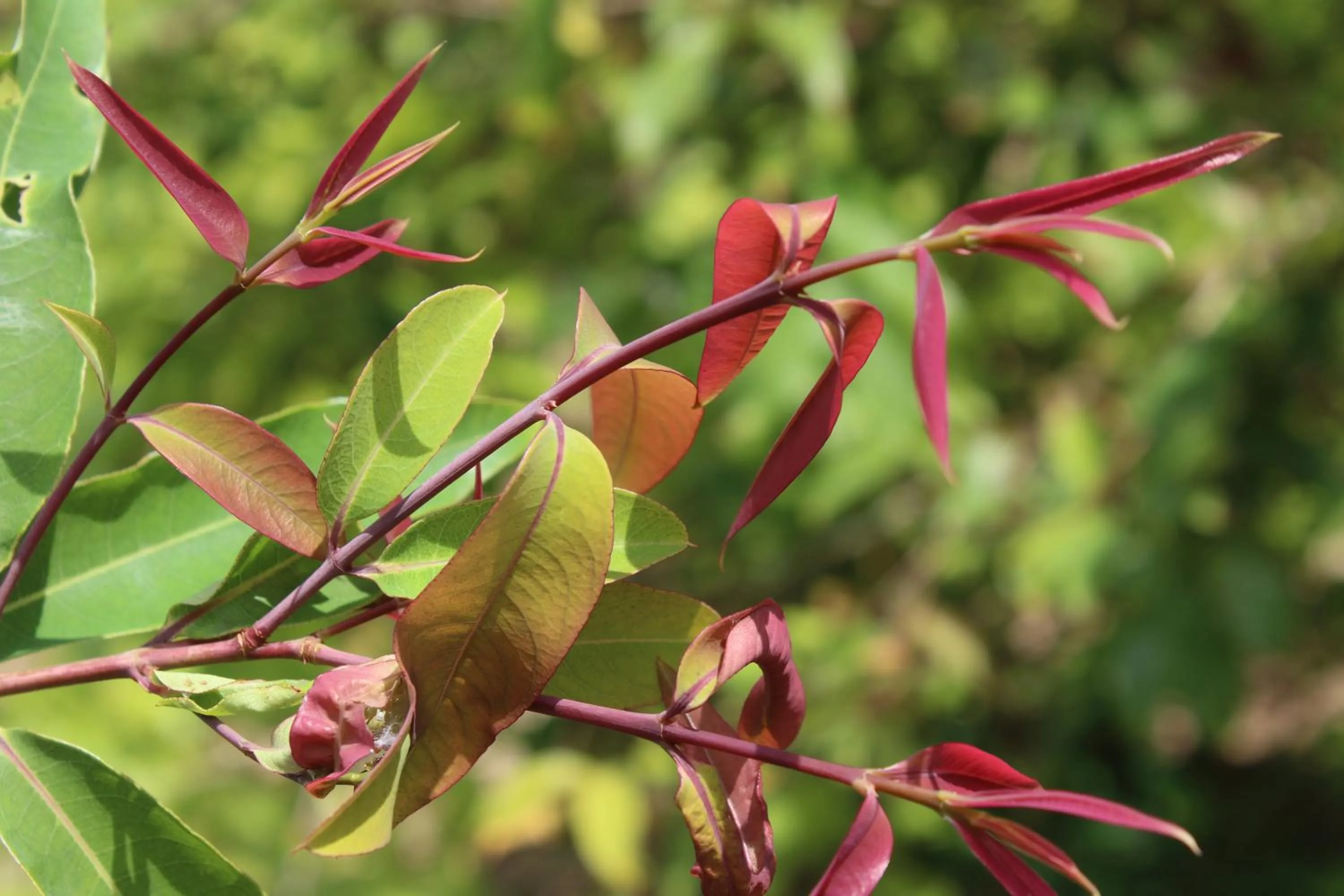 Natural landscape in Cham Island Smiles Homestay