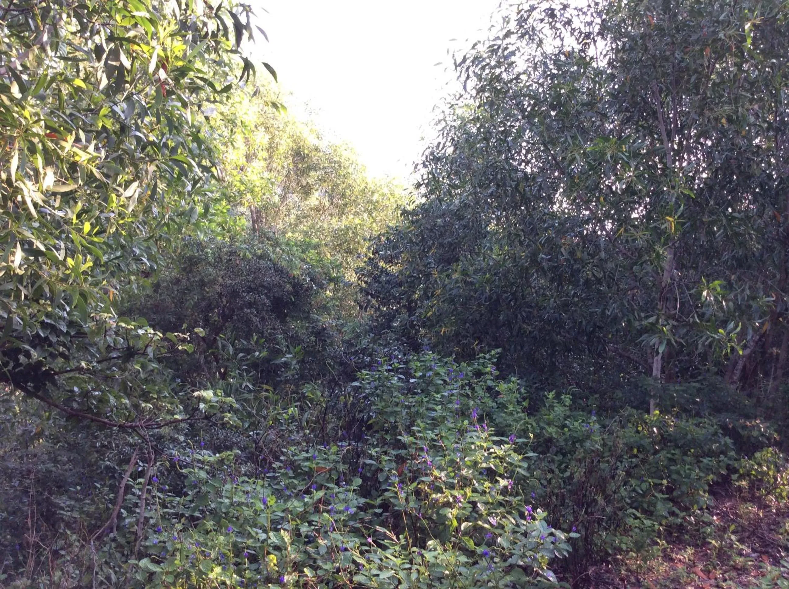 Natural landscape in Cham Island Smiles Homestay