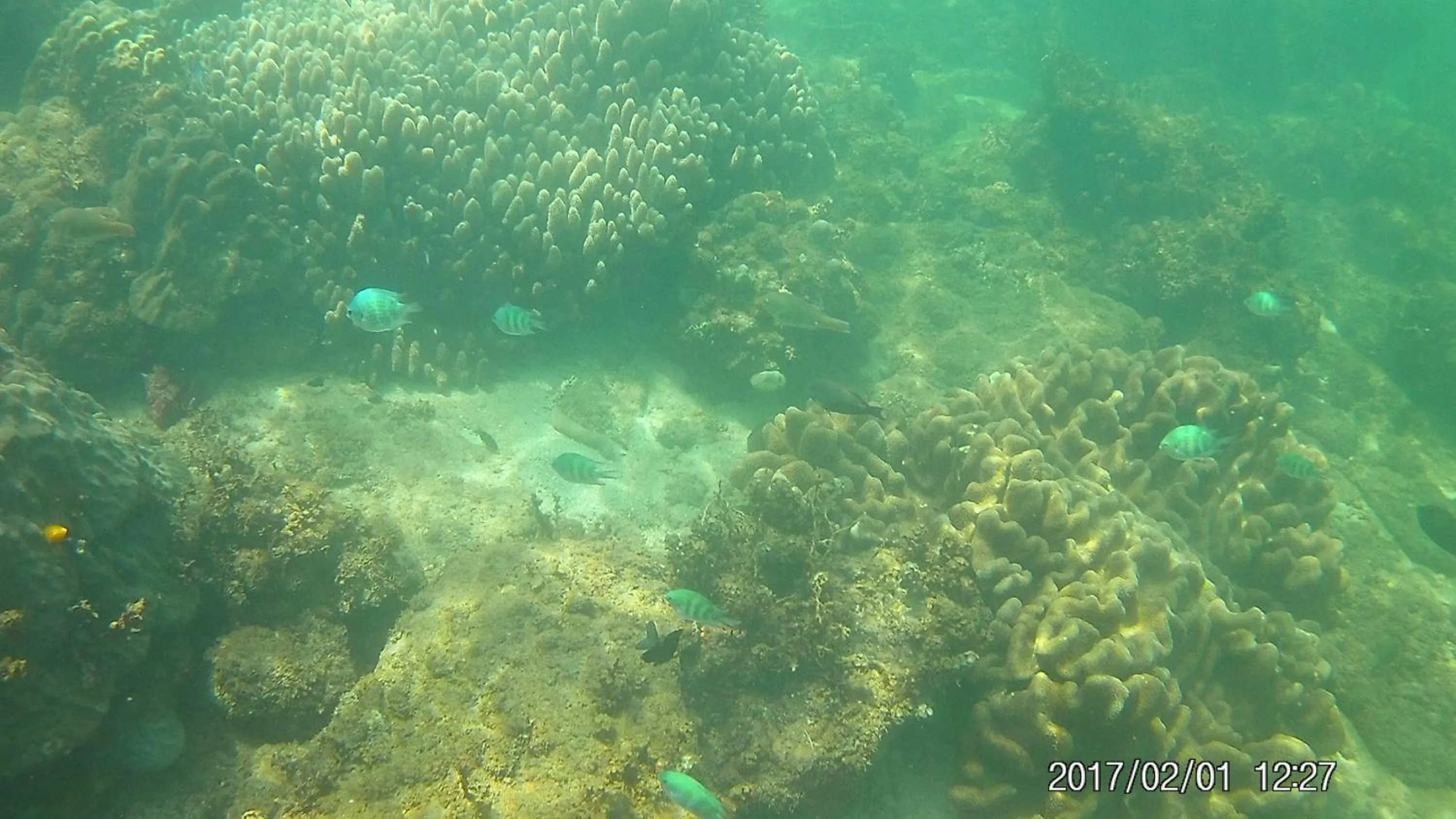 Diving in Cham Island Smiles Homestay