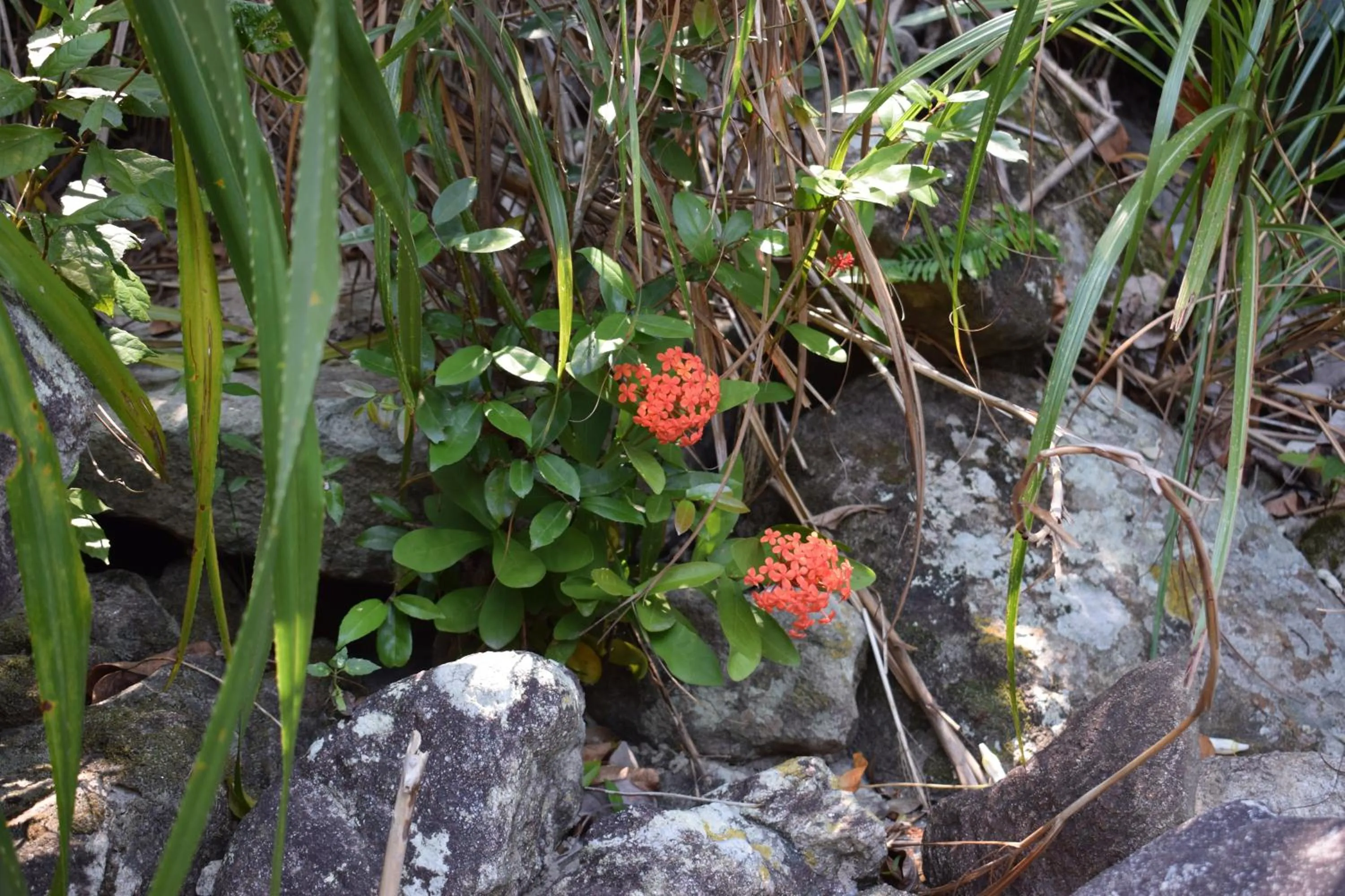 Natural landscape in Cham Island Smiles Homestay