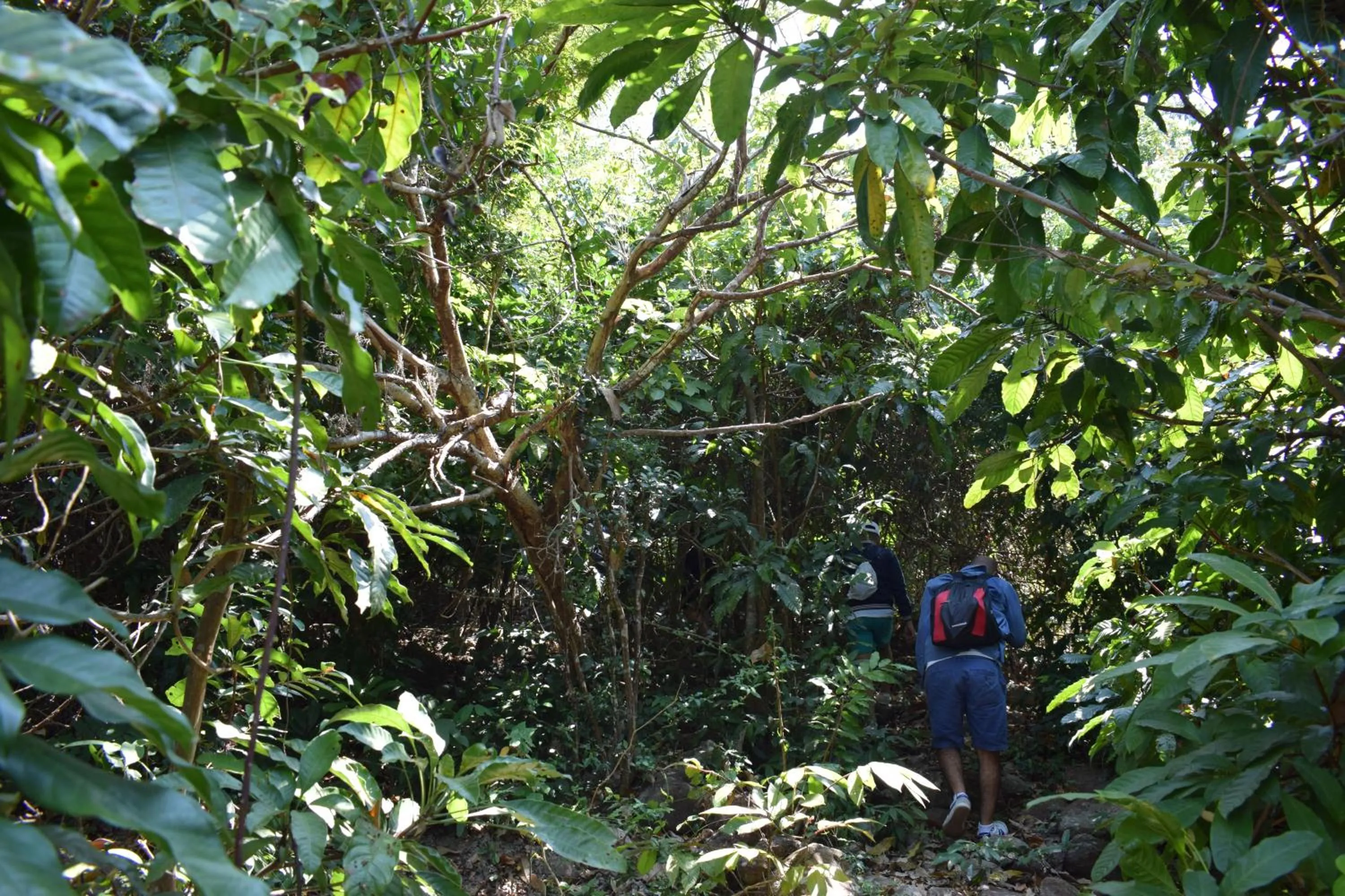Garden in Cham Island Smiles Homestay