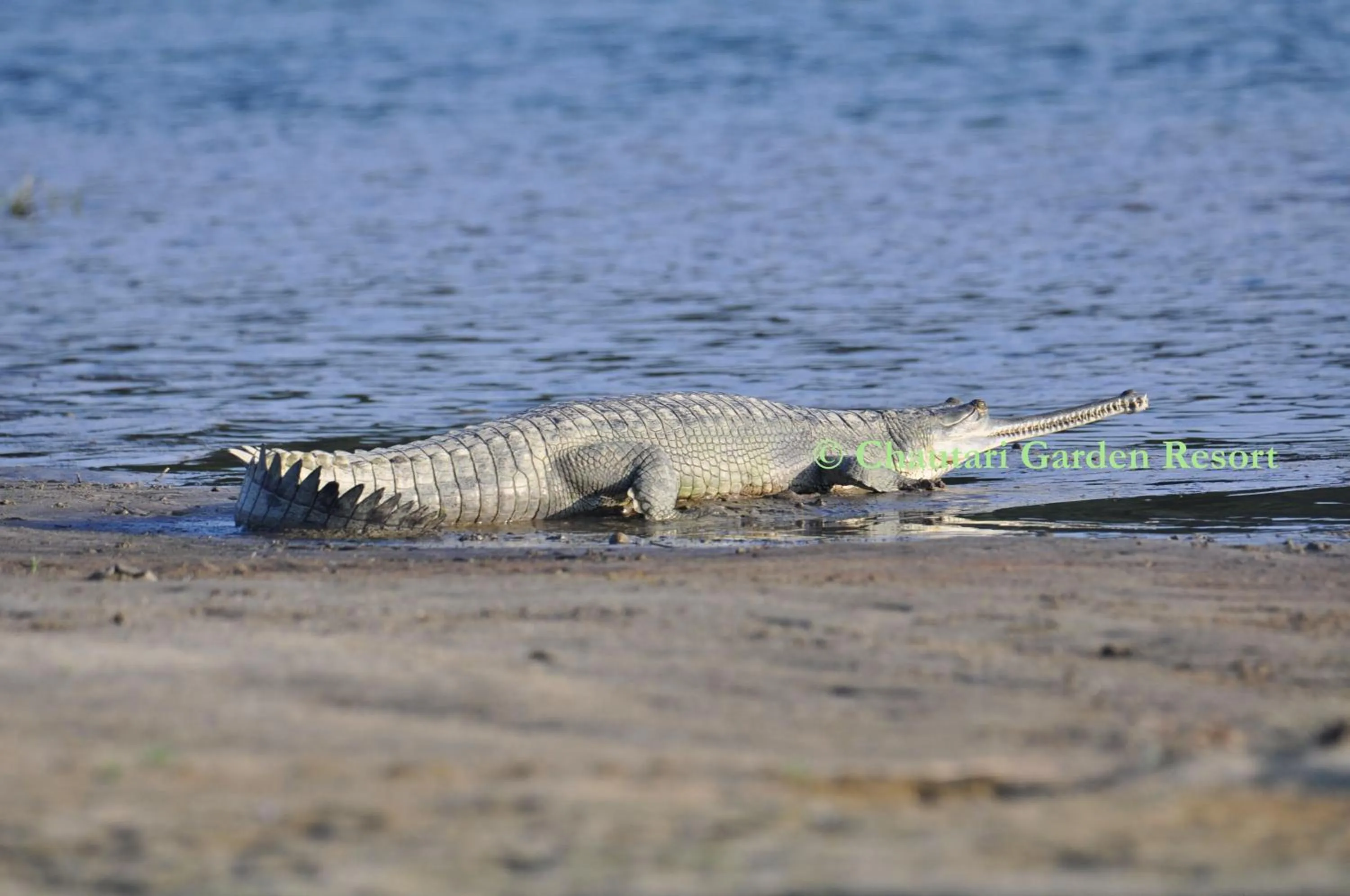 Canoeing in Chautari Garden Resort