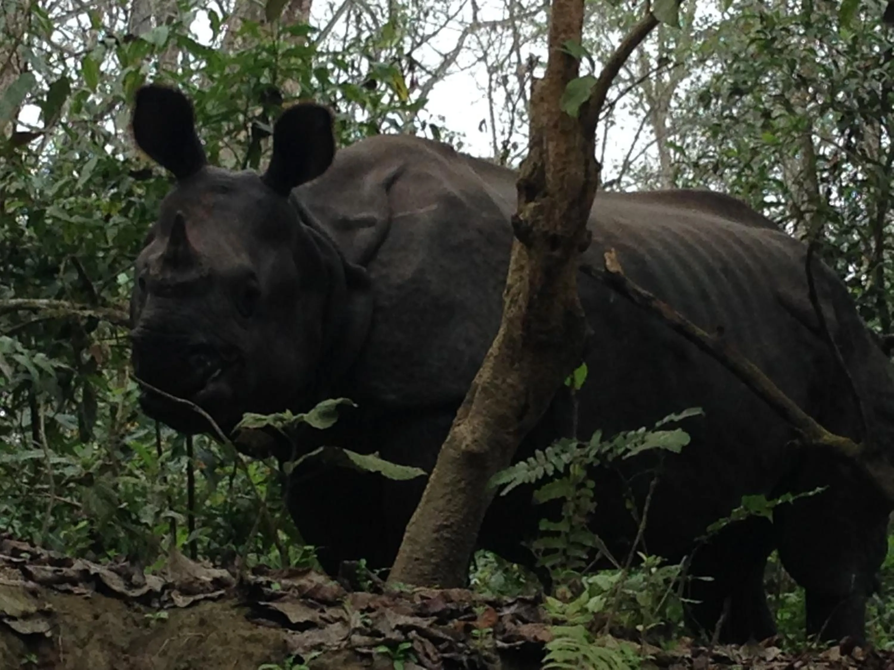 Animals in Chautari Garden Resort
