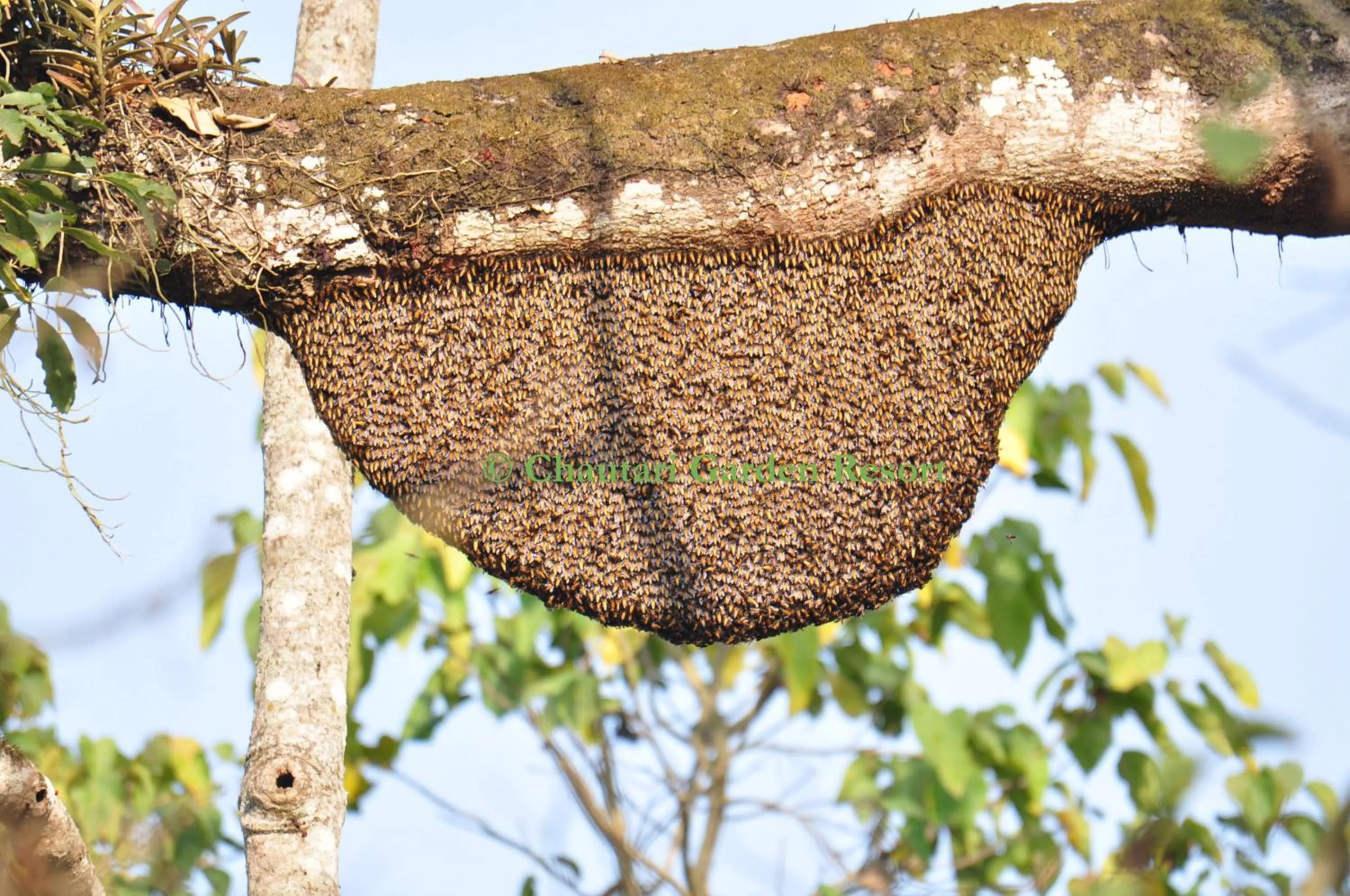 Activities in Chautari Garden Resort