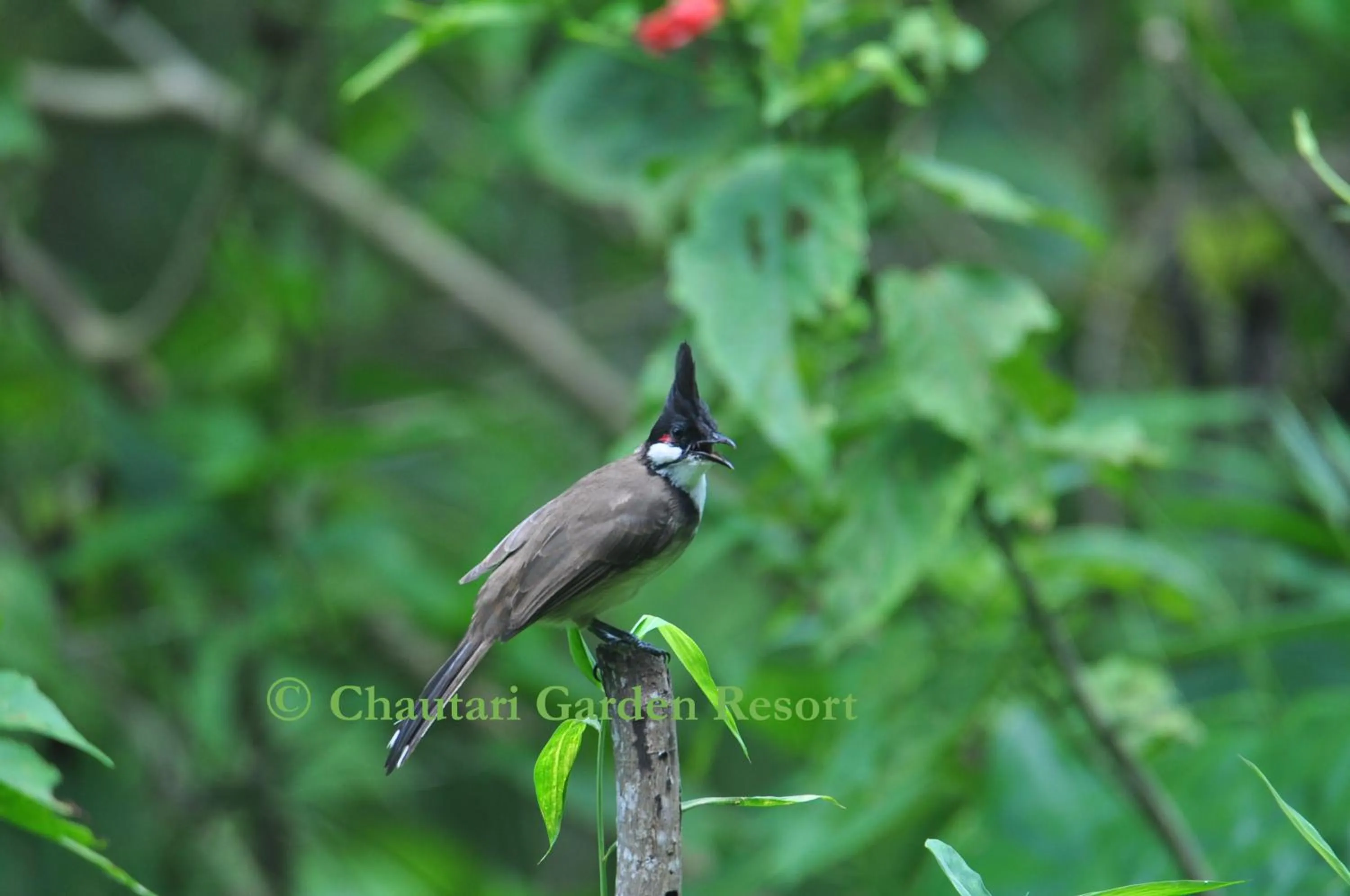 Activities in Chautari Garden Resort