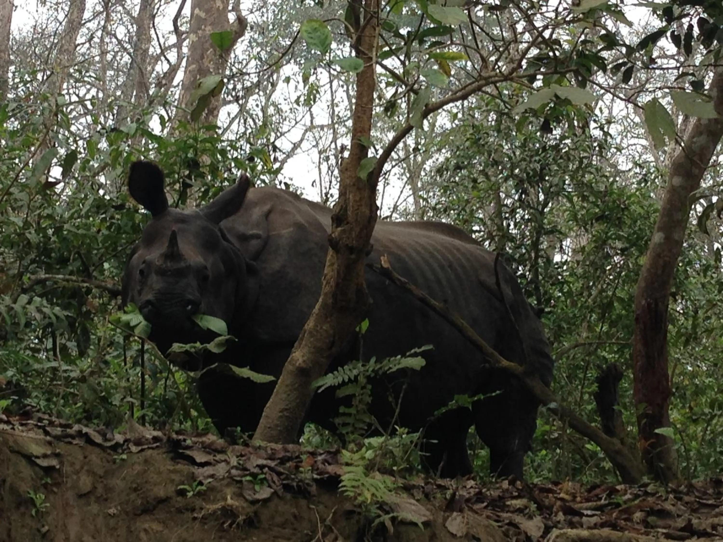 Activities in Chautari Garden Resort