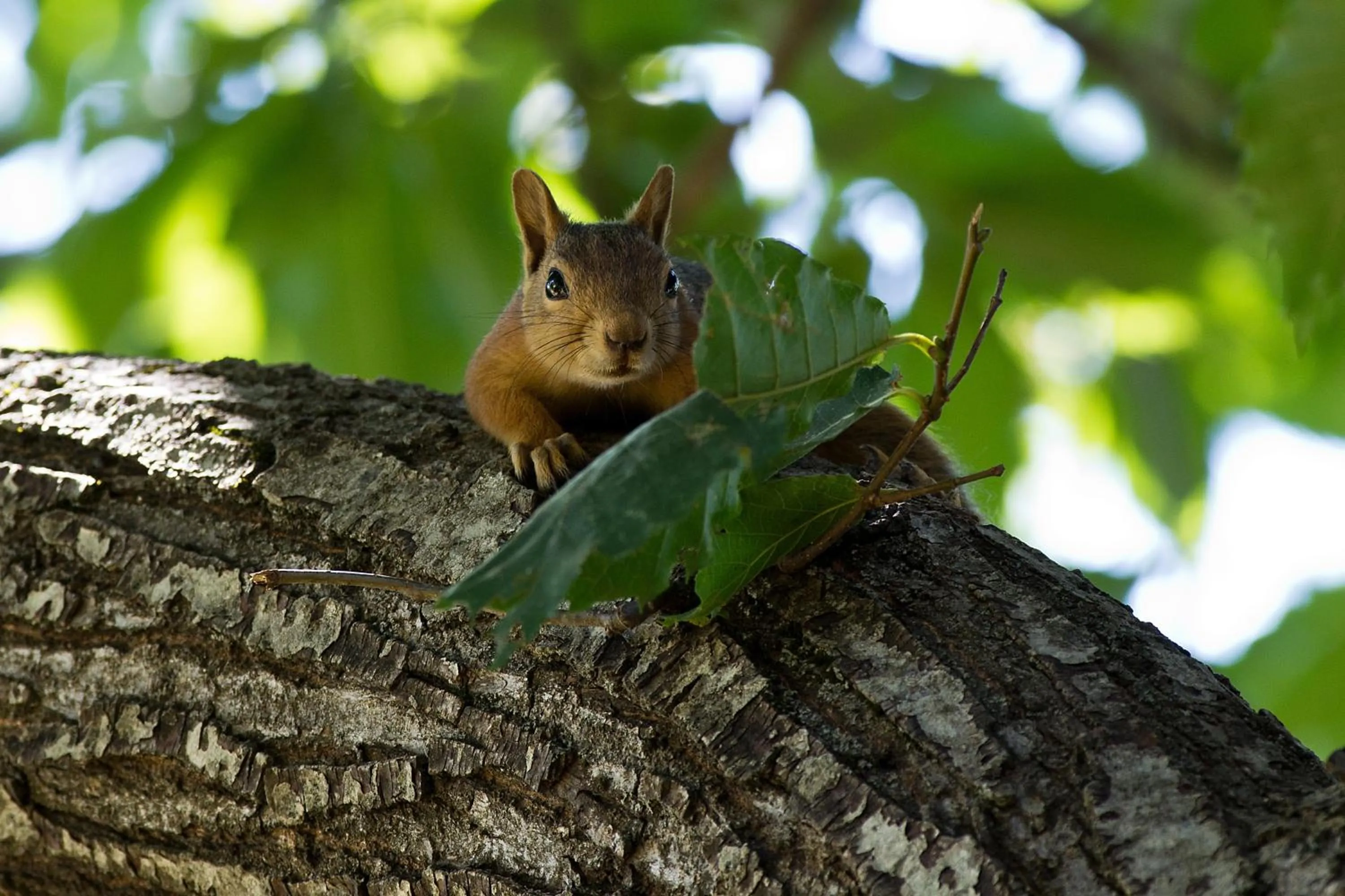 Garden view in Ormana Active Butik Otel