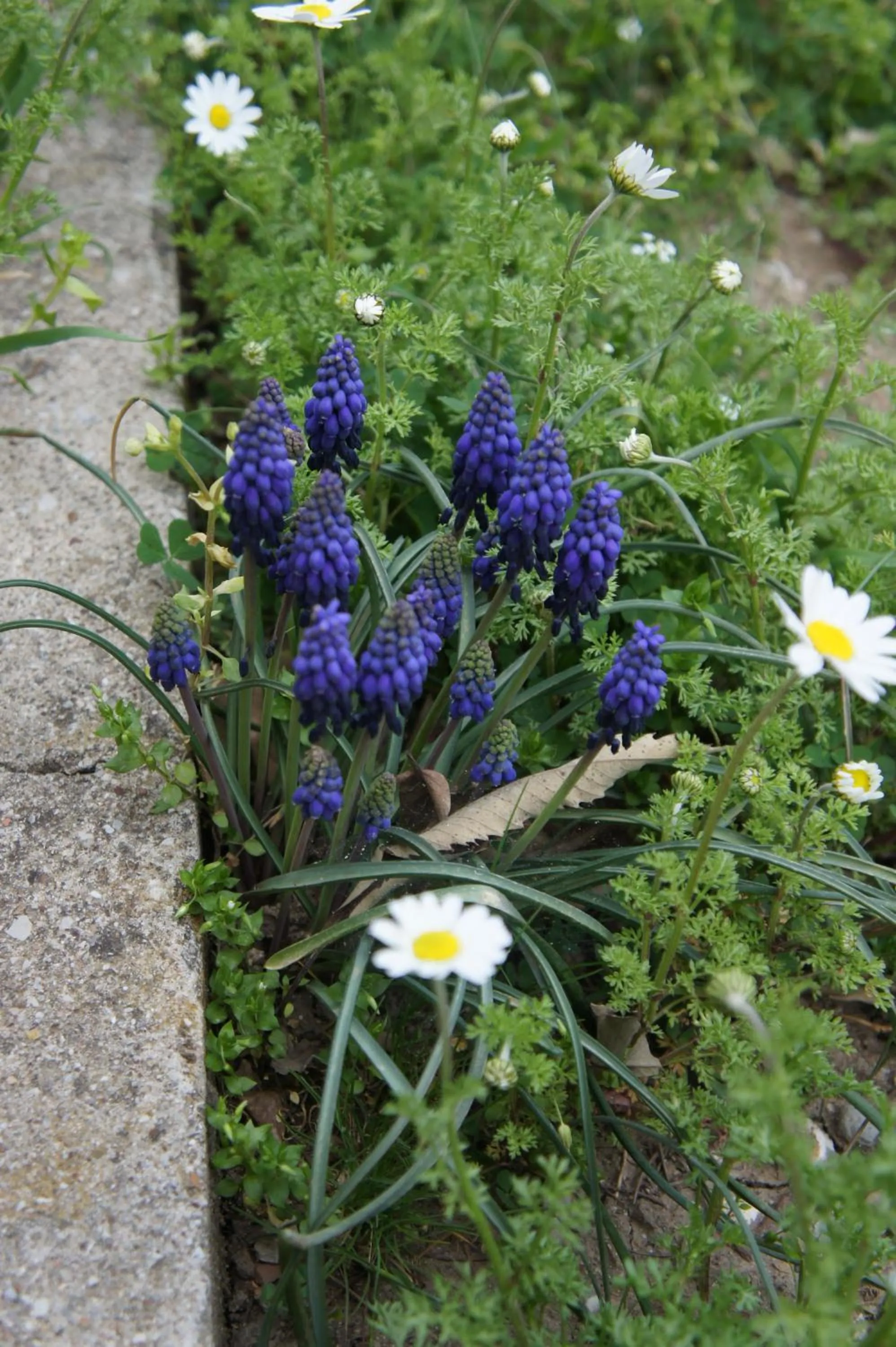 Natural landscape in Ormana Active Butik Otel