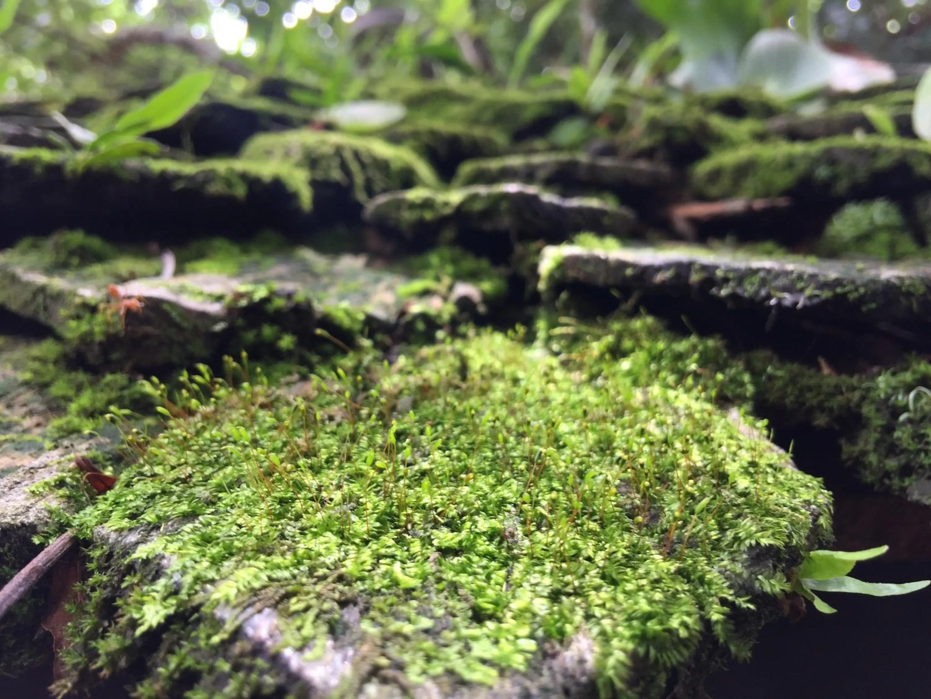 Garden in PAN KLED VILLA eco hill resort