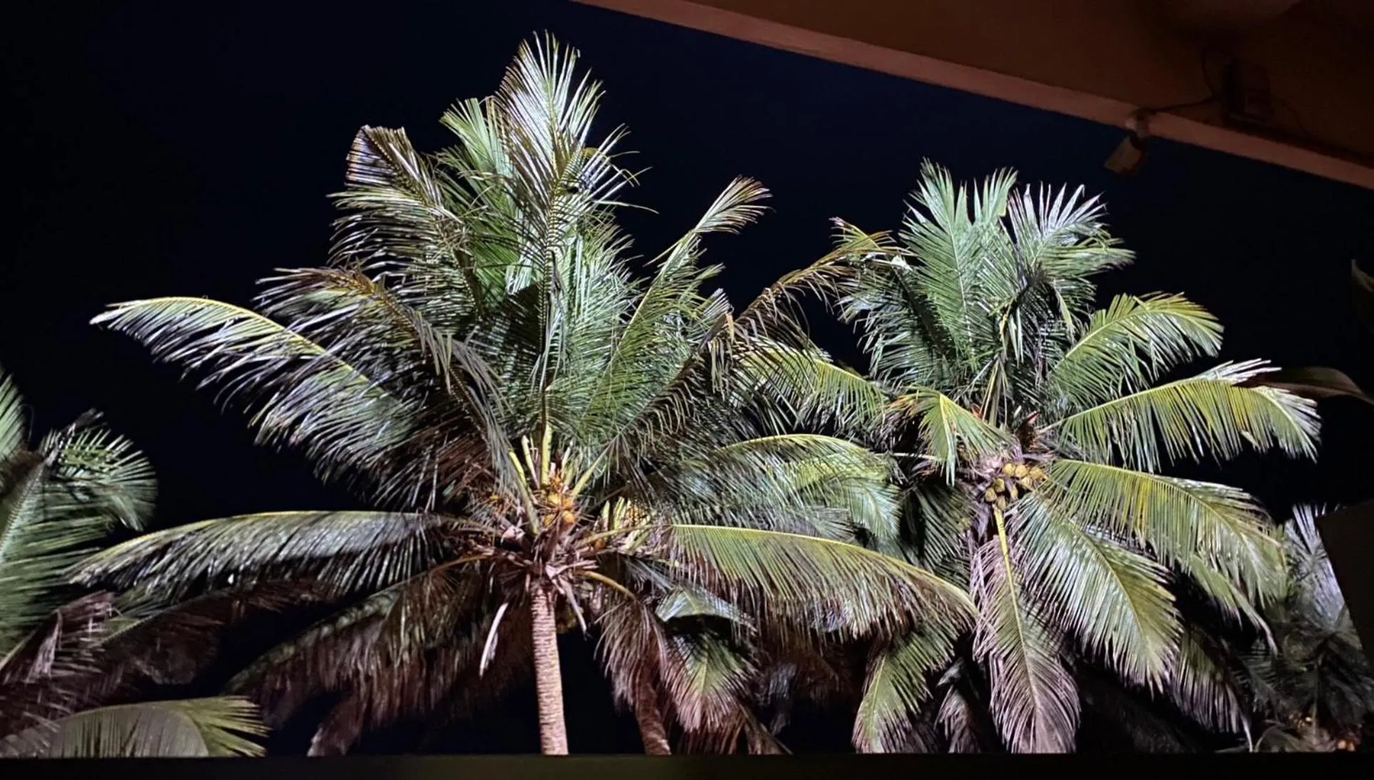 Night in Hotel Coconut Bar Sea Lodge