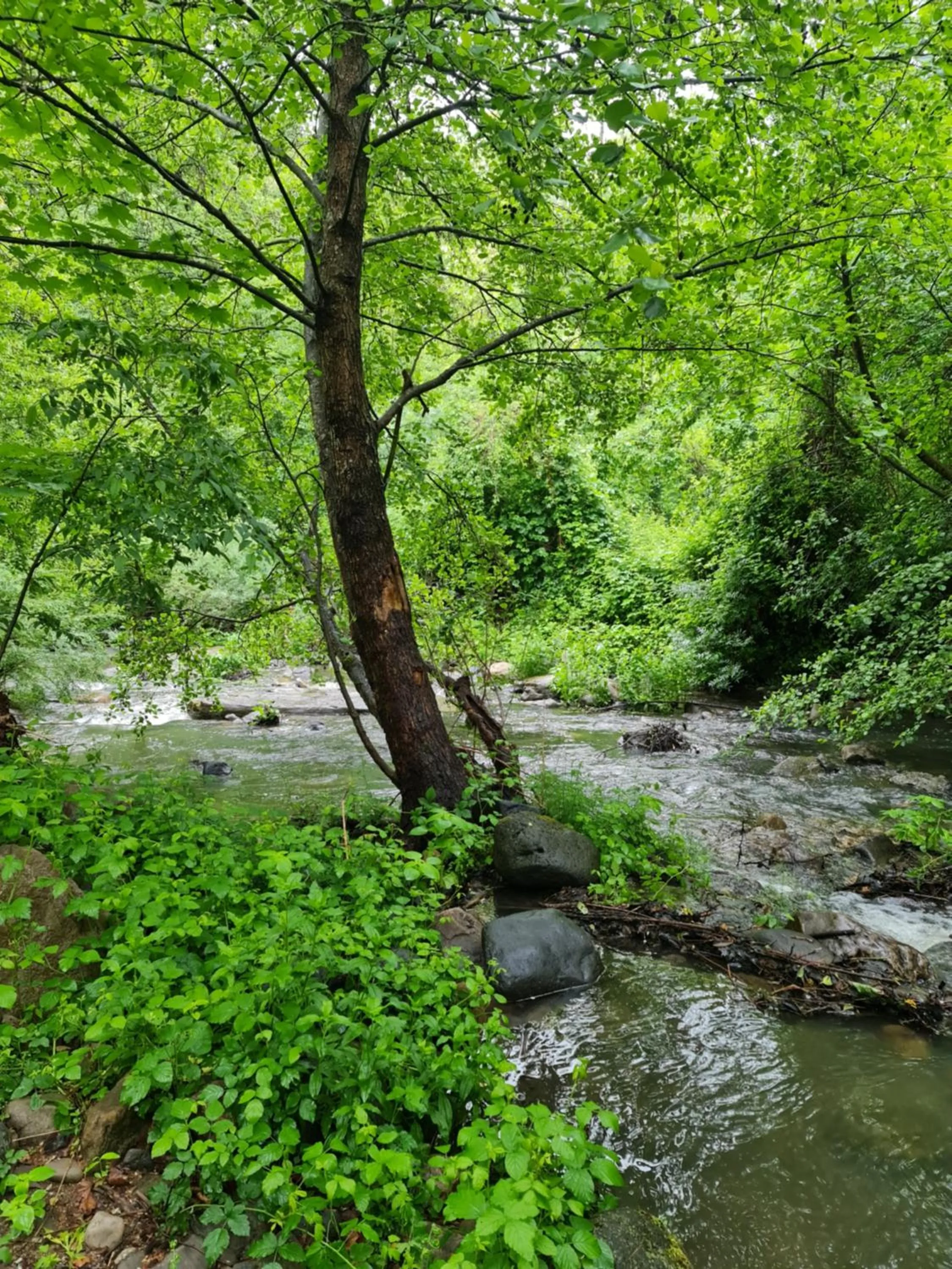 River view in Le Moulin D'onclaire Camping et chambres d'hôtes