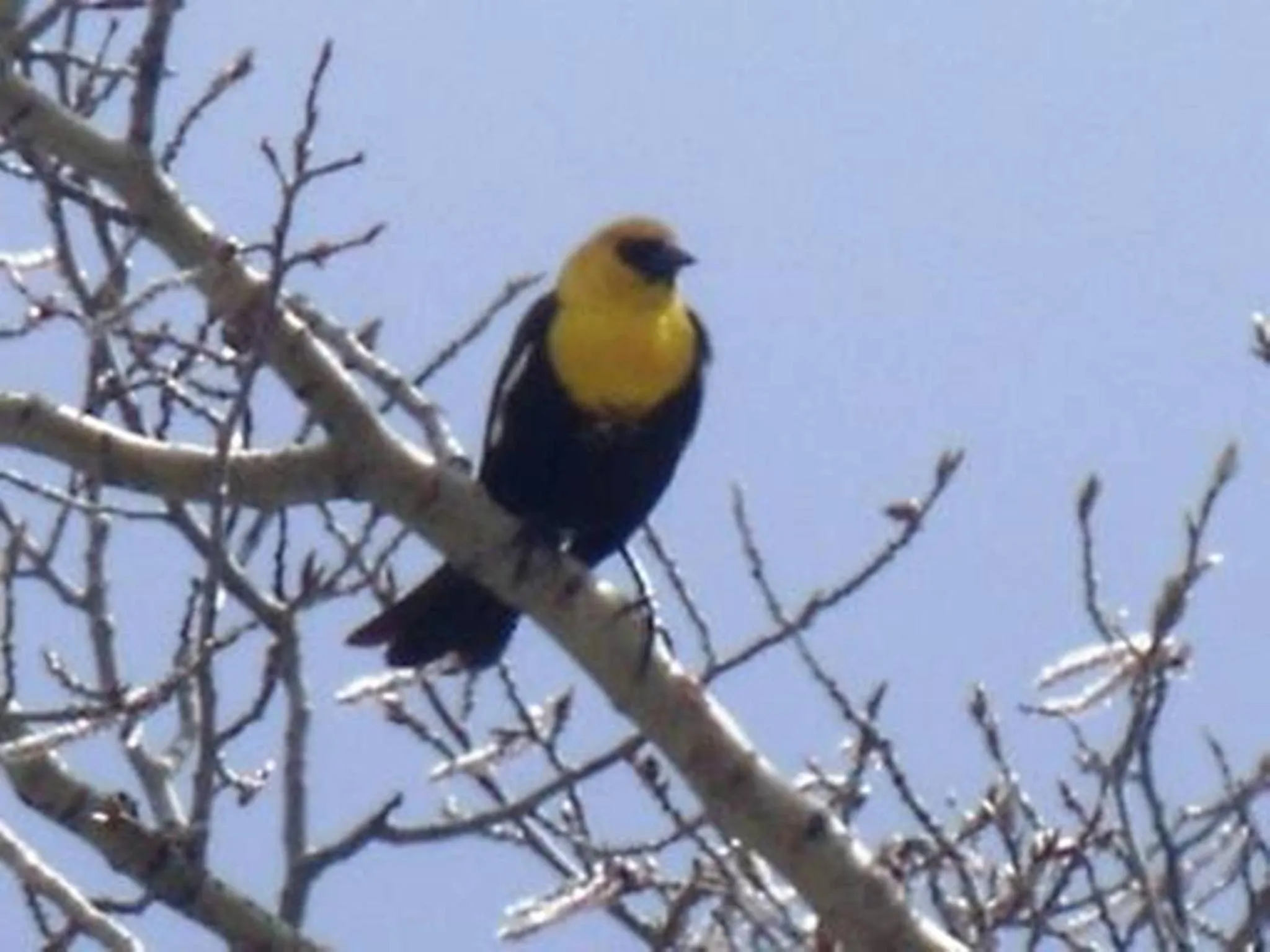 Animals in Nimpo Lake Resort