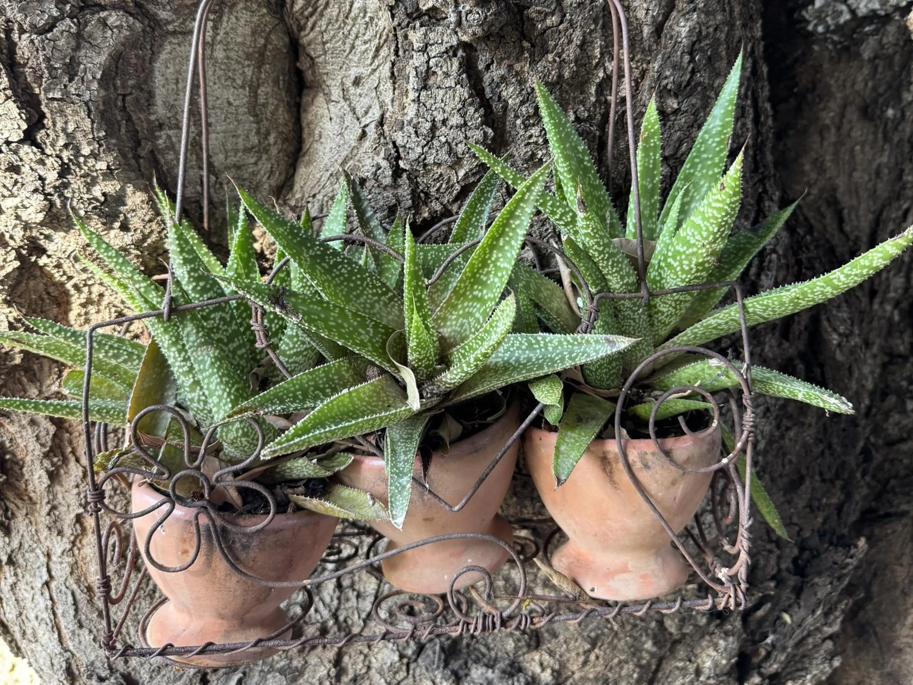 Garden view in Rietjiesbos Self Catering