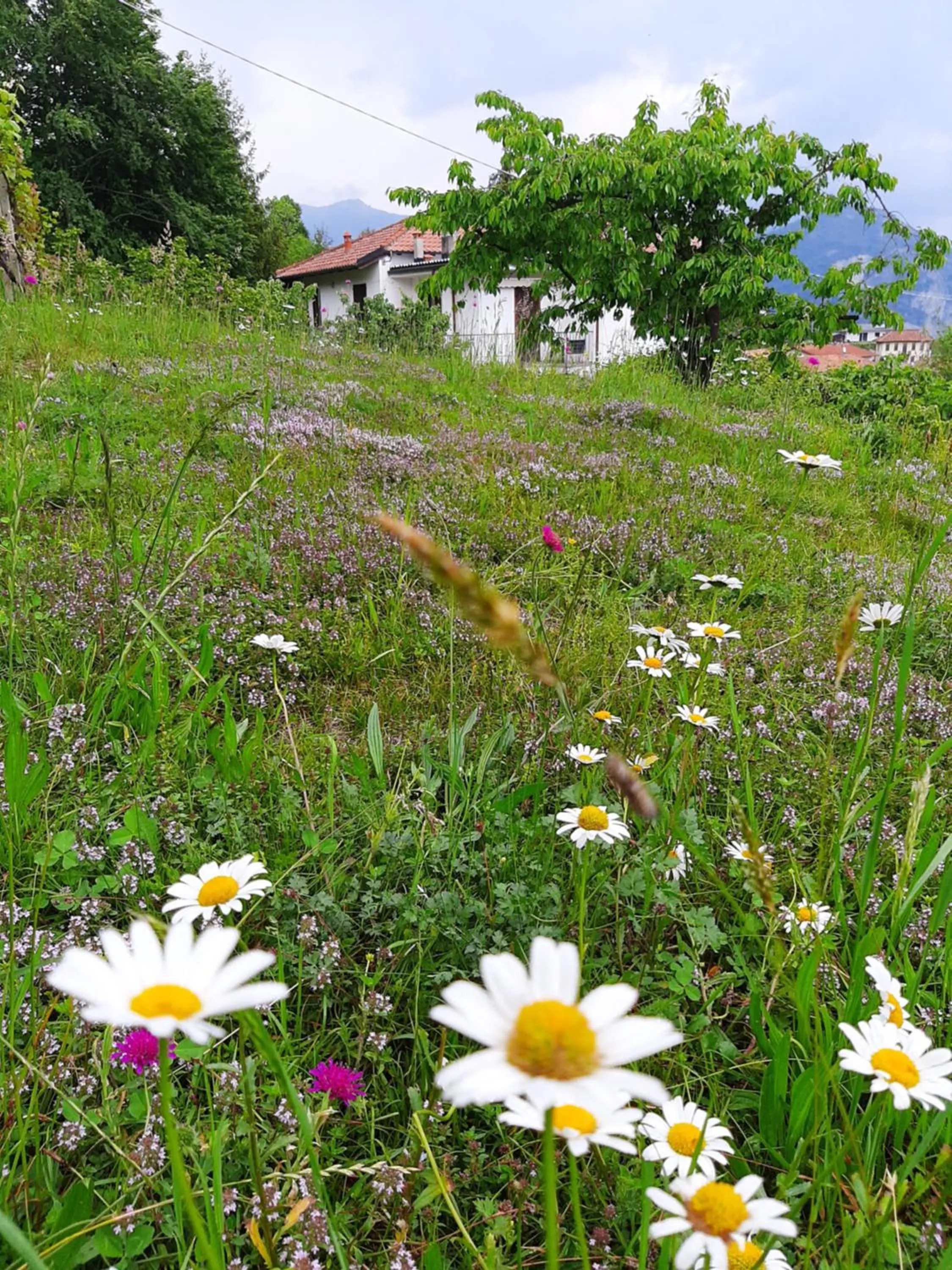 Garden in B&B Al Mutpron