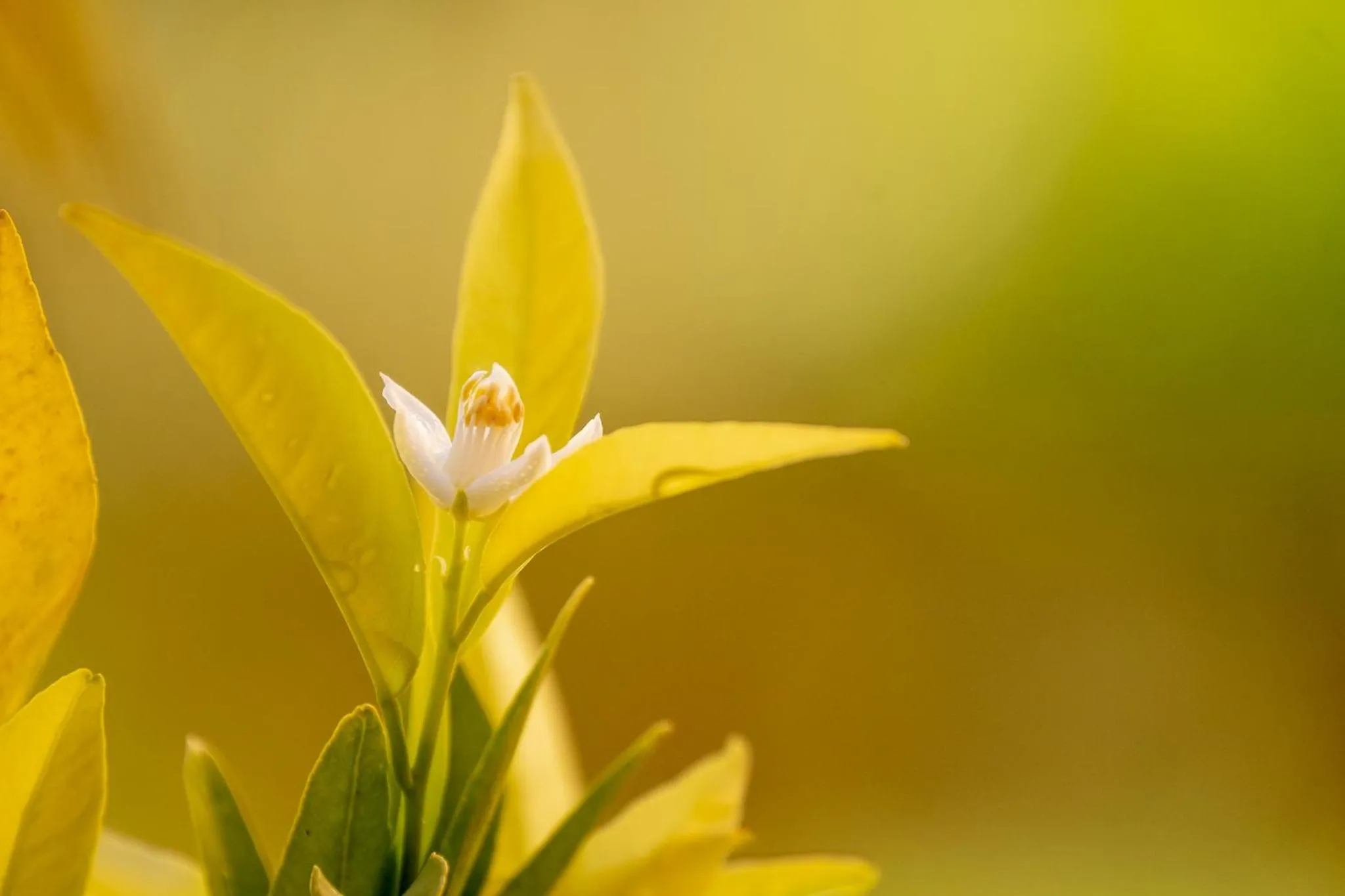 Spring in SOBOL Le Chant des Oliviers