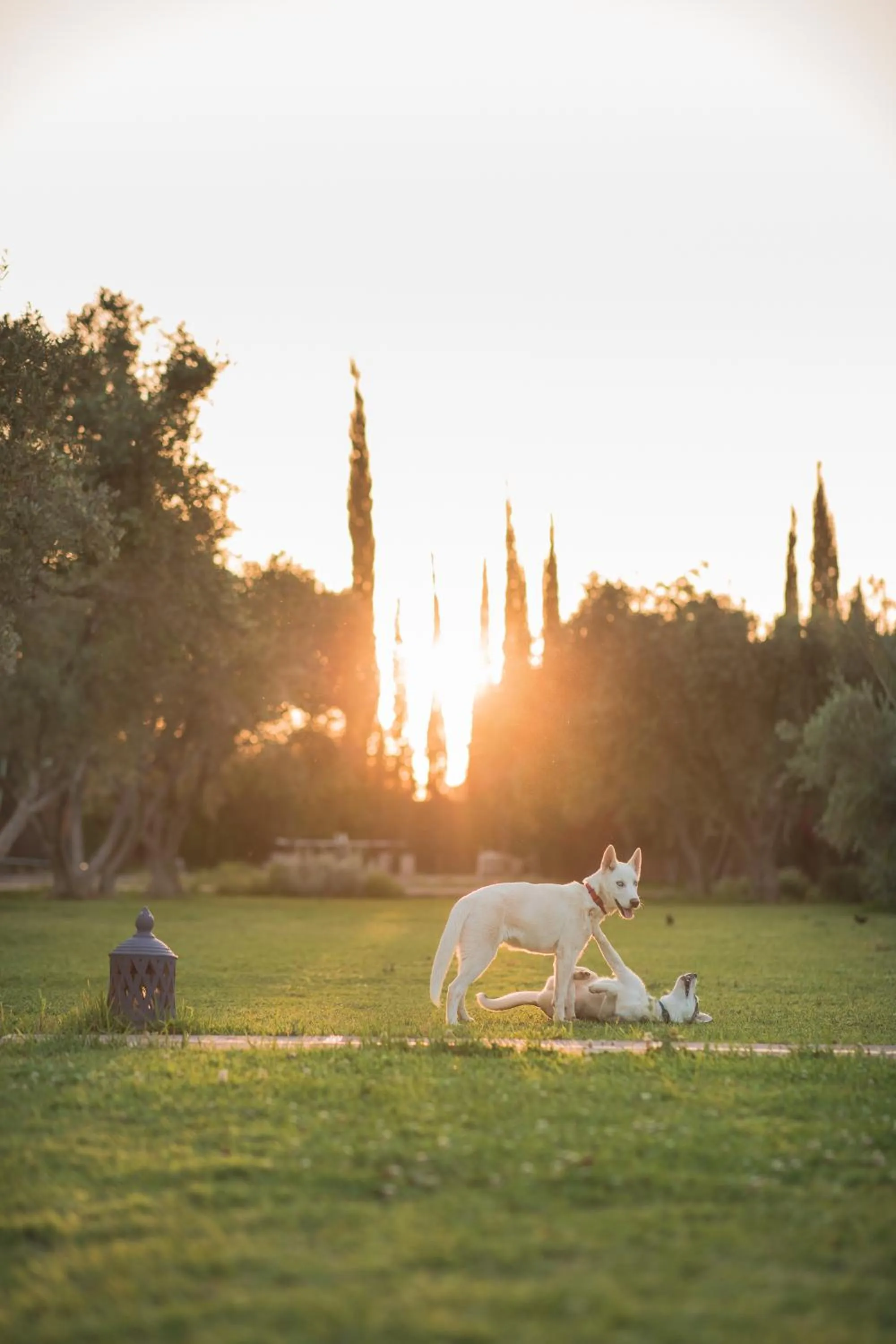 Garden in SOBOL Le Chant des Oliviers