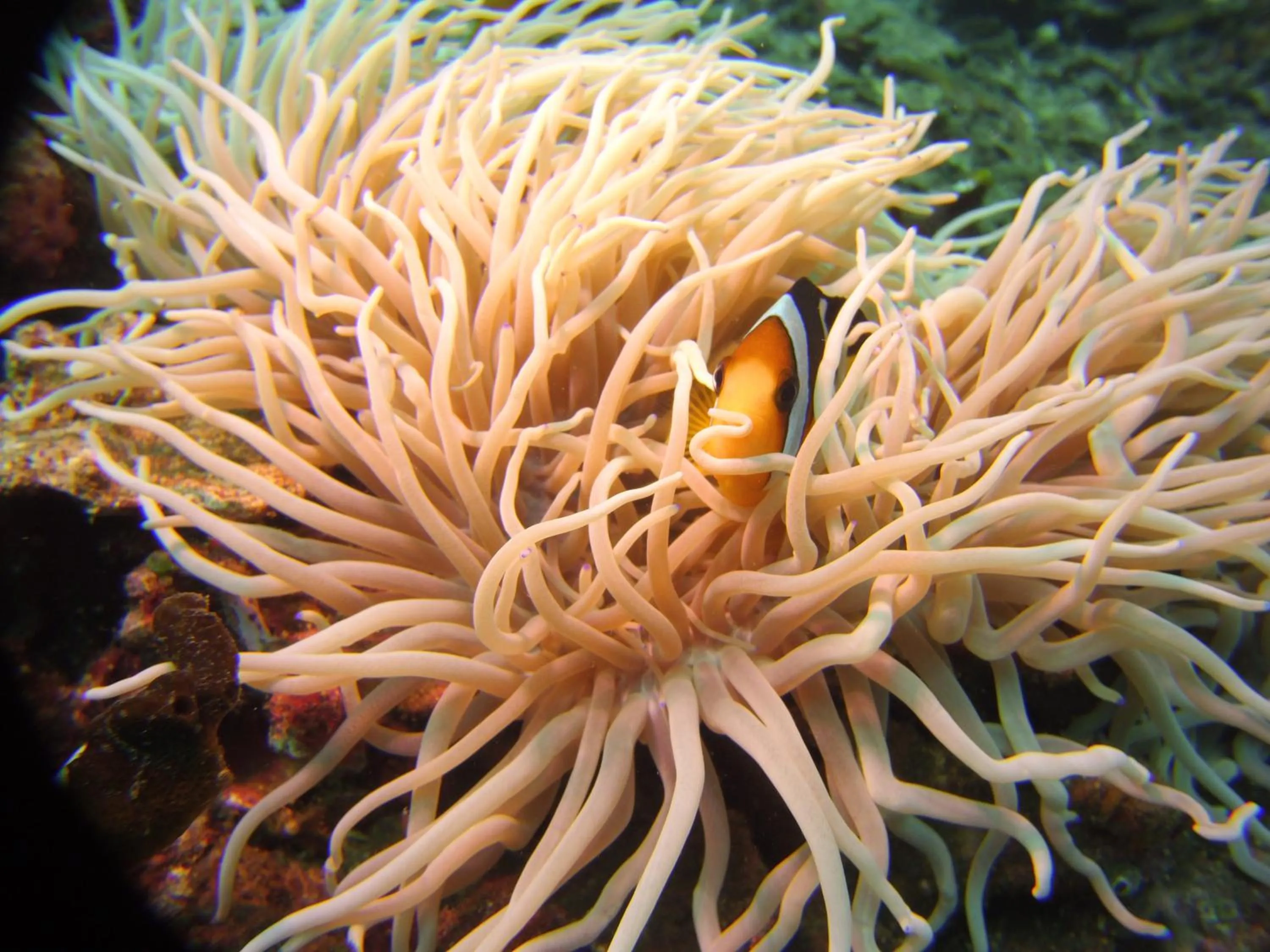 Snorkeling in Alam Mimpi Bali