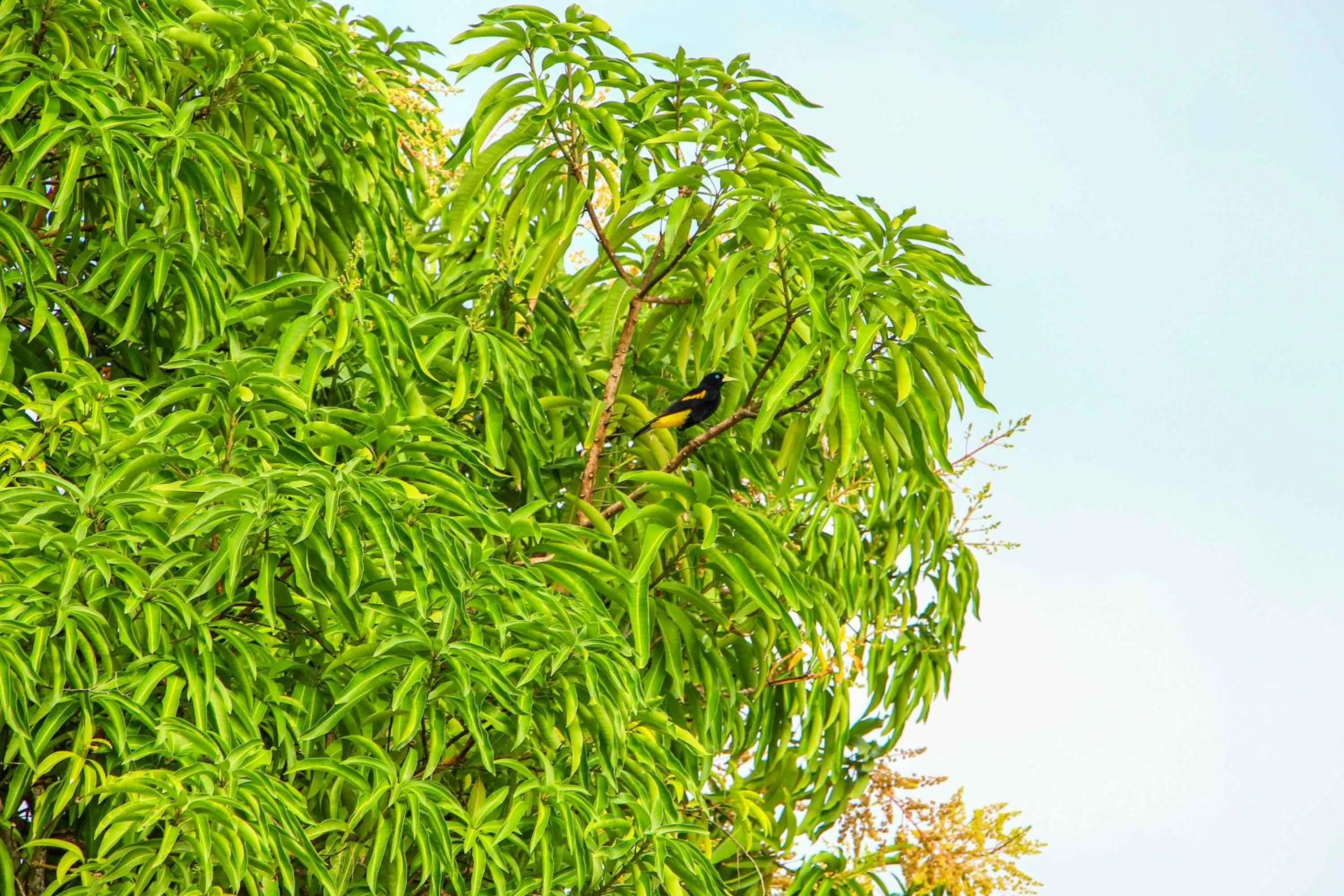 Animals in Makaira Beach Resort