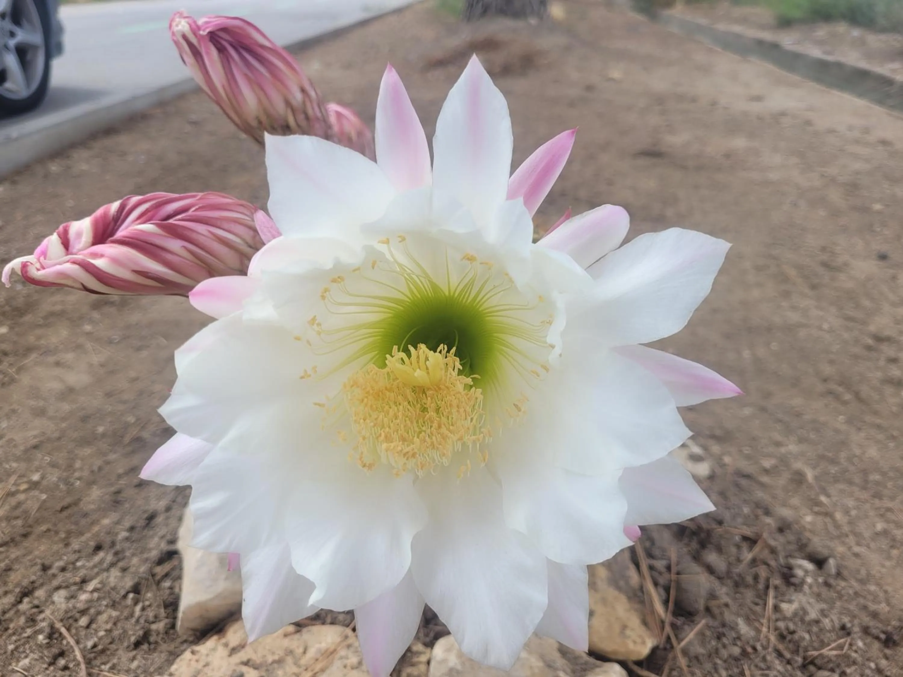 Garden in La Llar de Laura