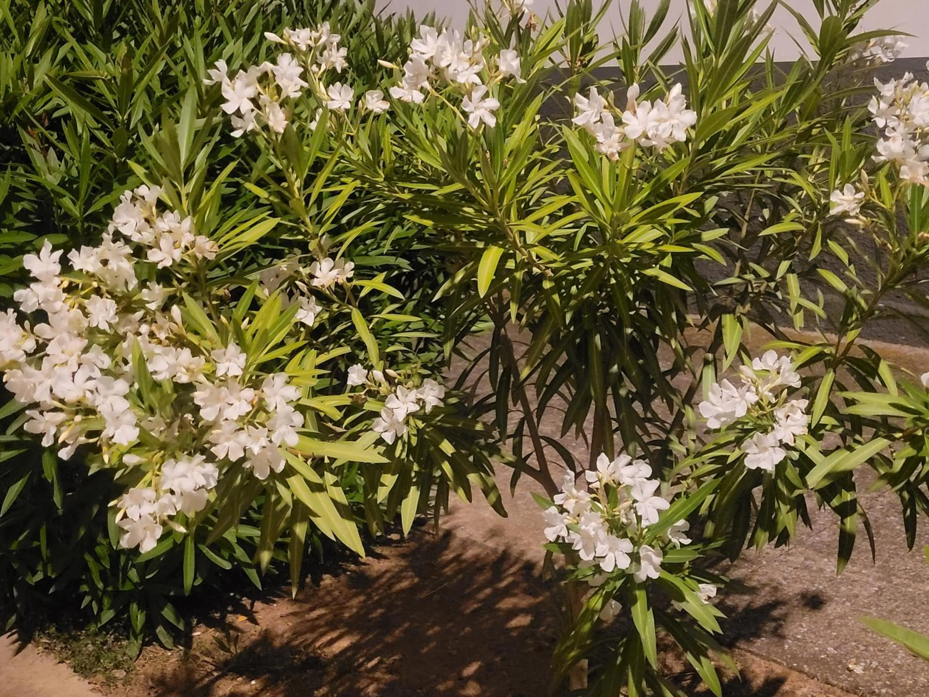 Garden view in La Llar de Laura