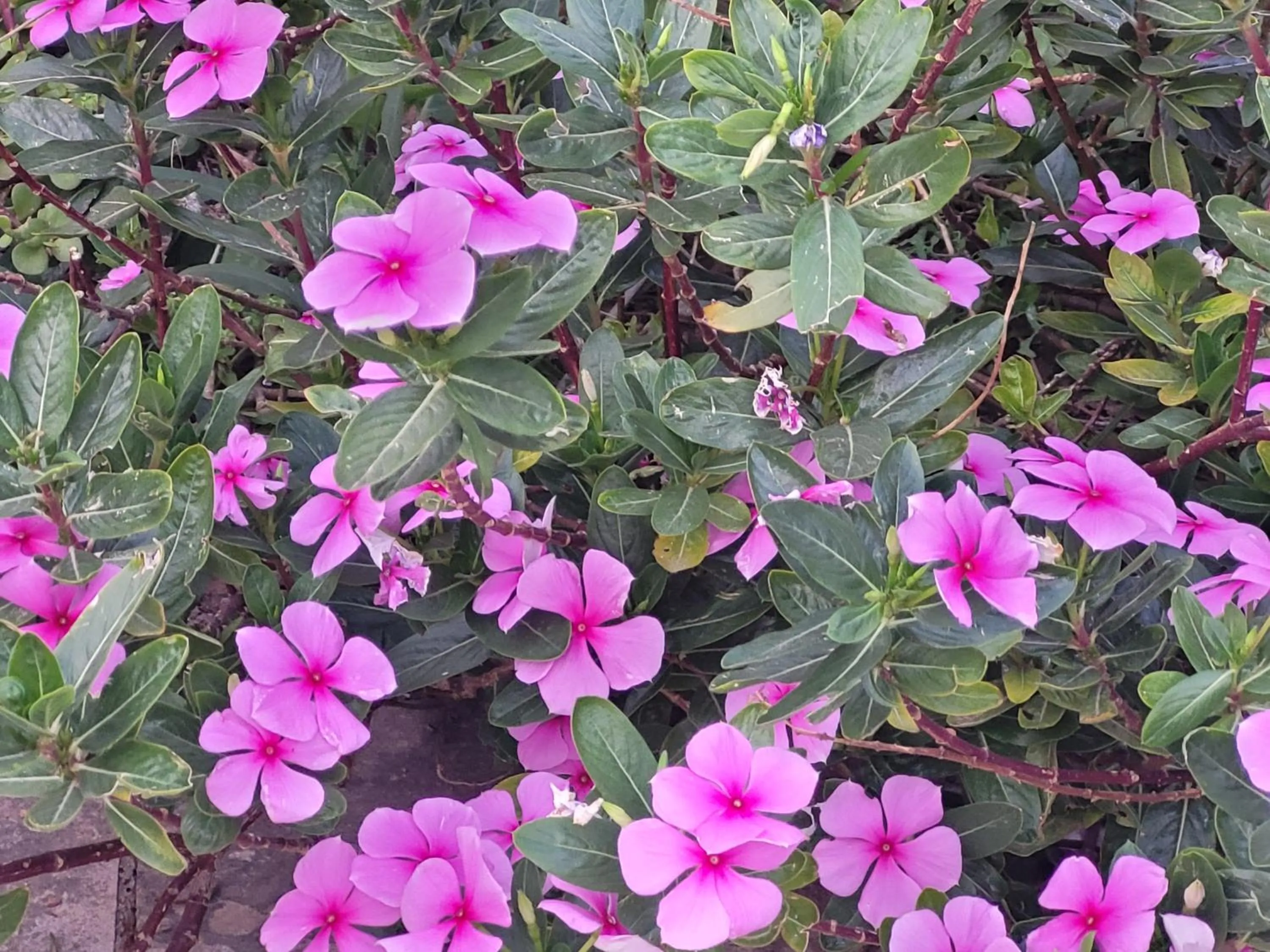 Garden in La Llar de Laura