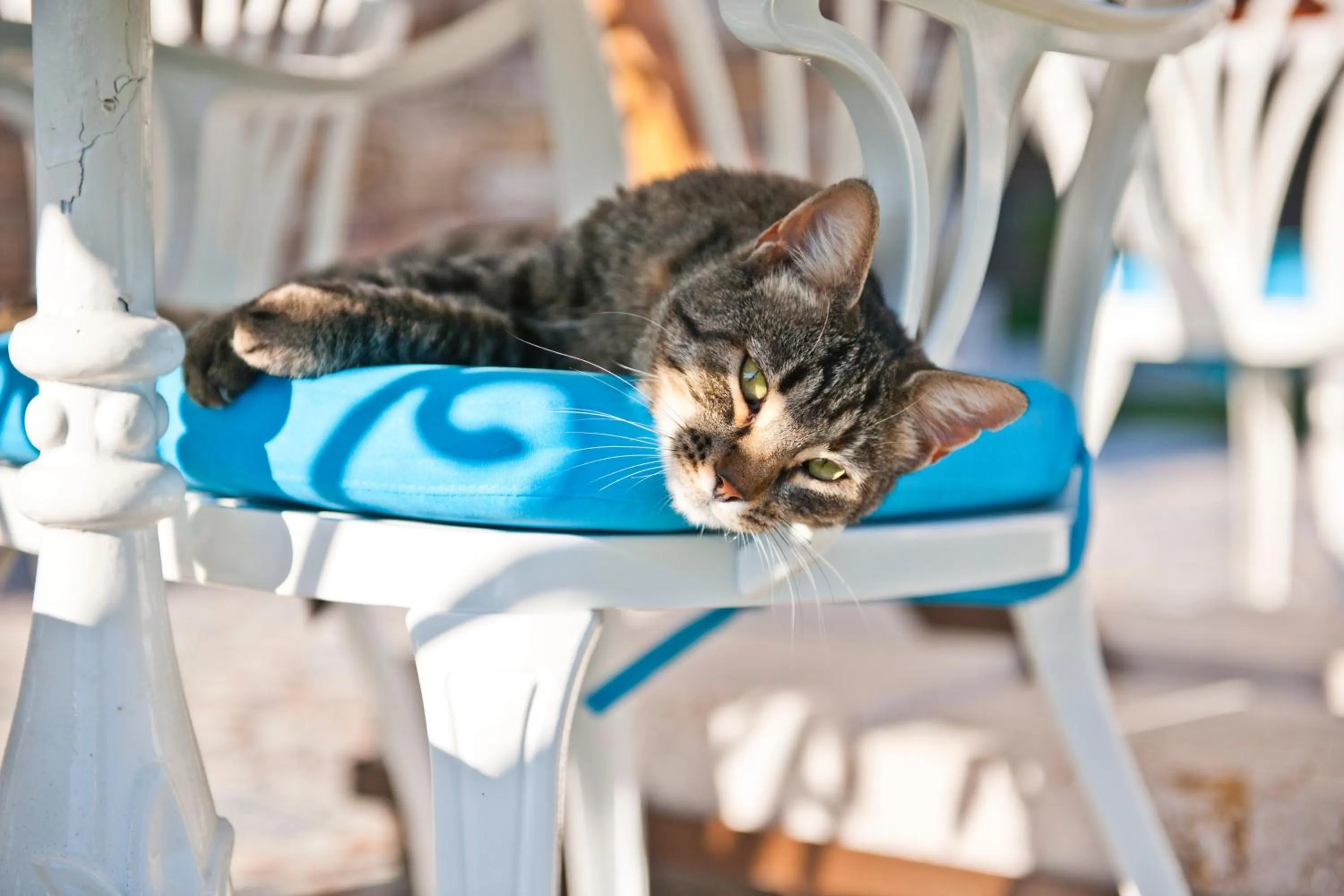 Garden in Vinifera Ephesus Hotel