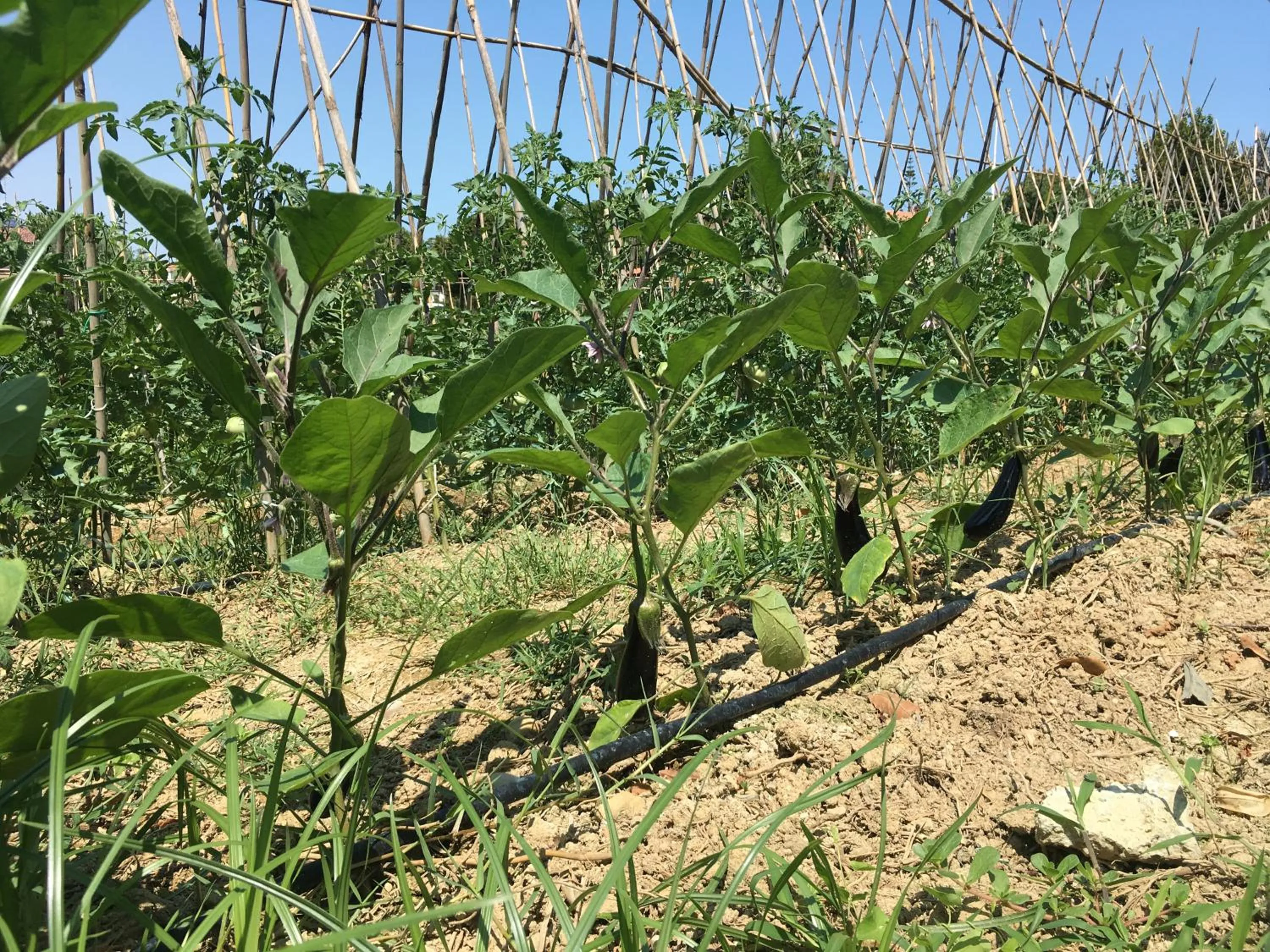 Garden in Pineto Resort
