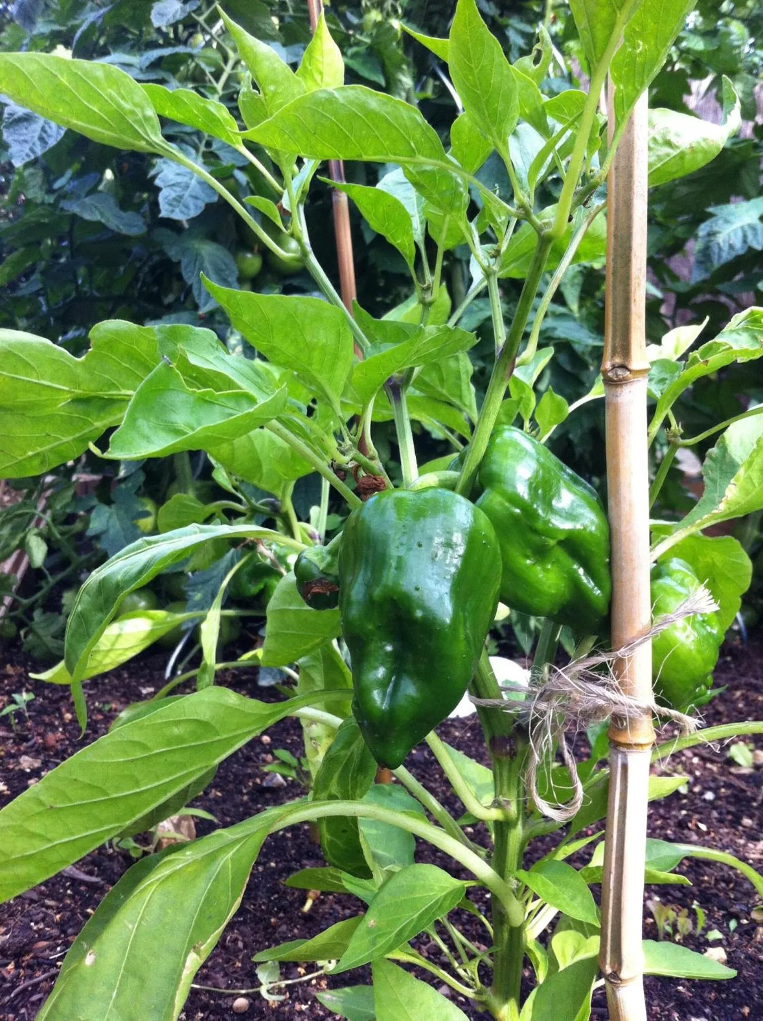 Summer in Couette Et Cafe Crème