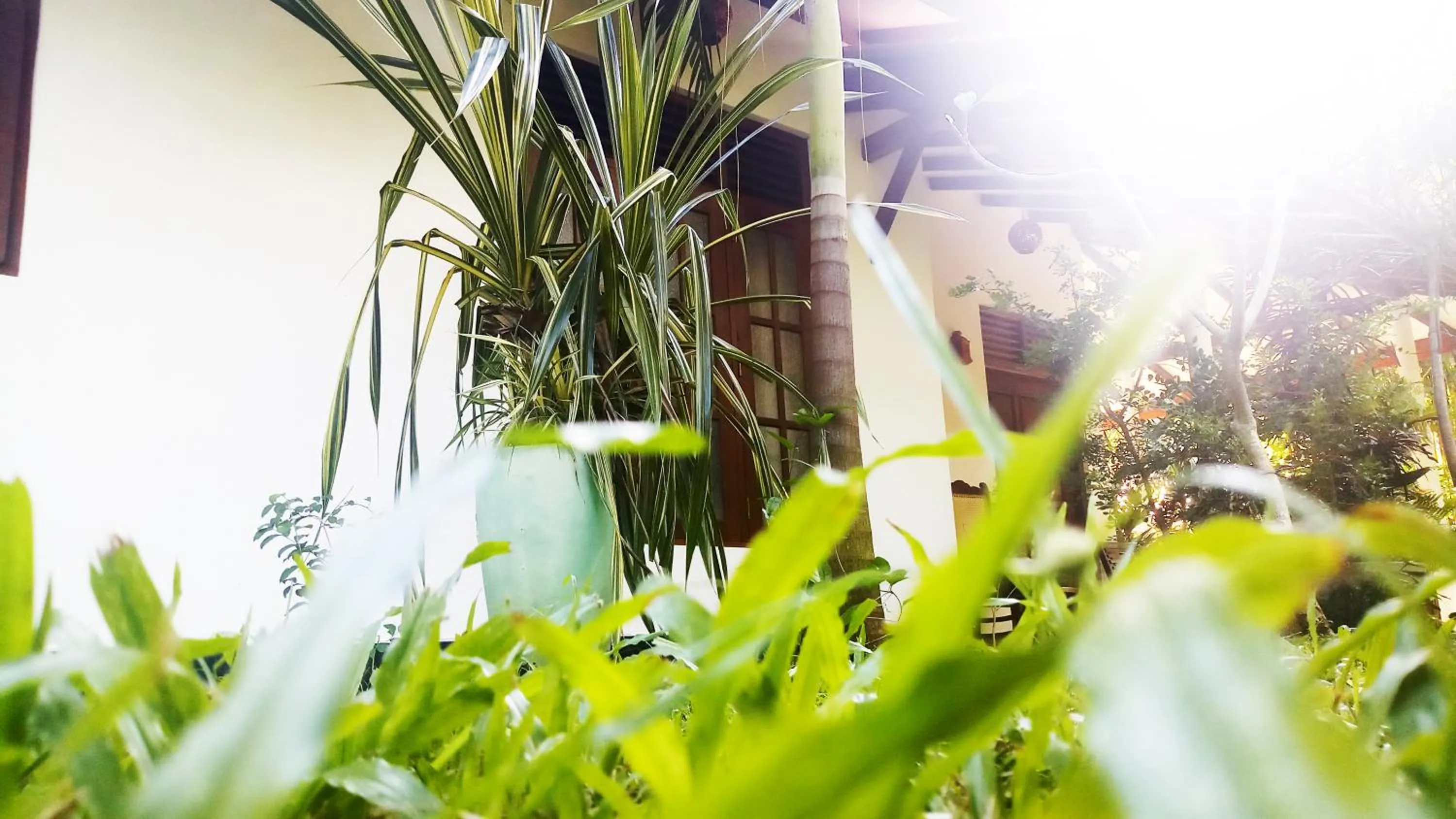 Garden in Eagle Homestay