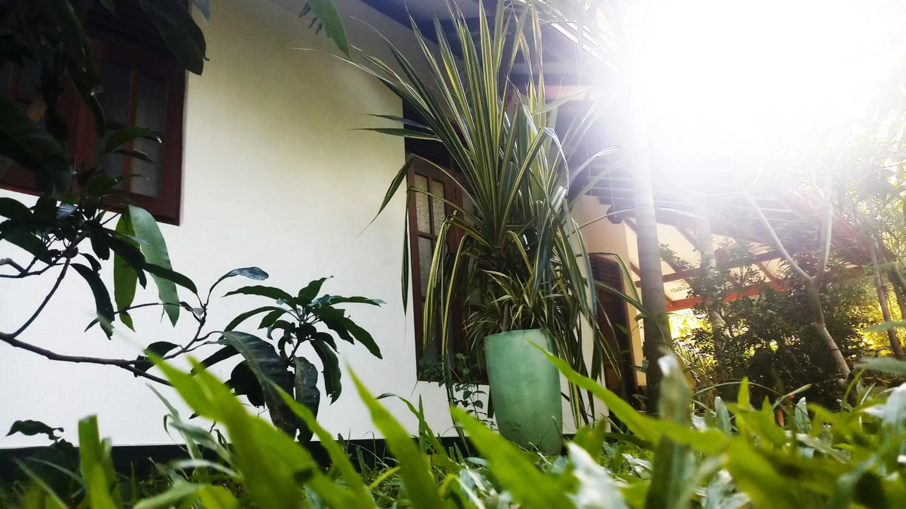 Garden in Eagle Homestay