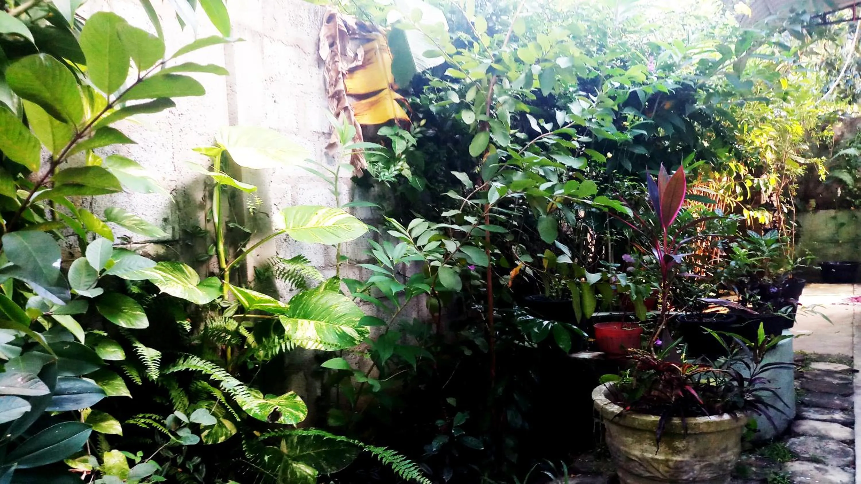 Garden in Eagle Homestay