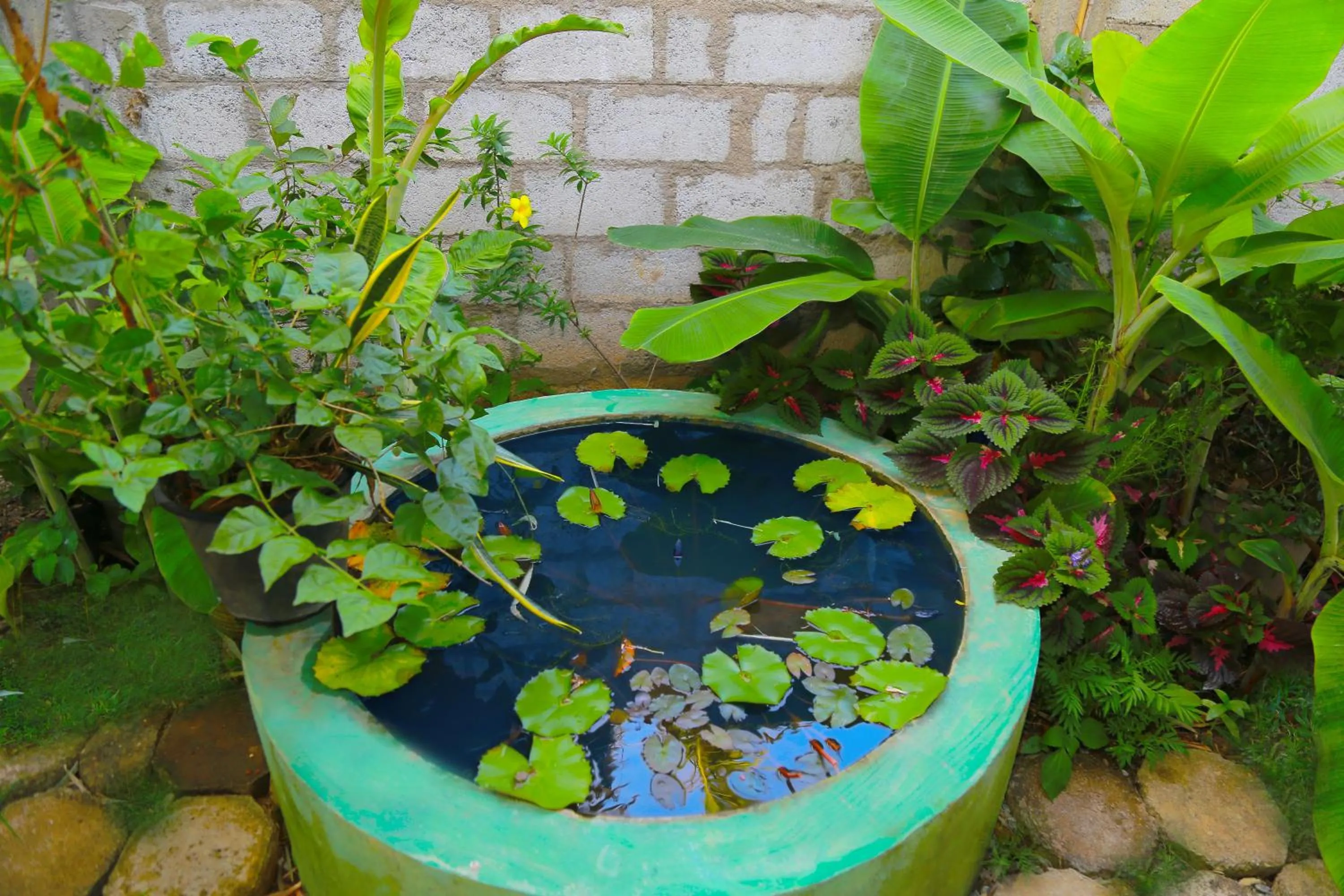 Garden in Eagle Homestay