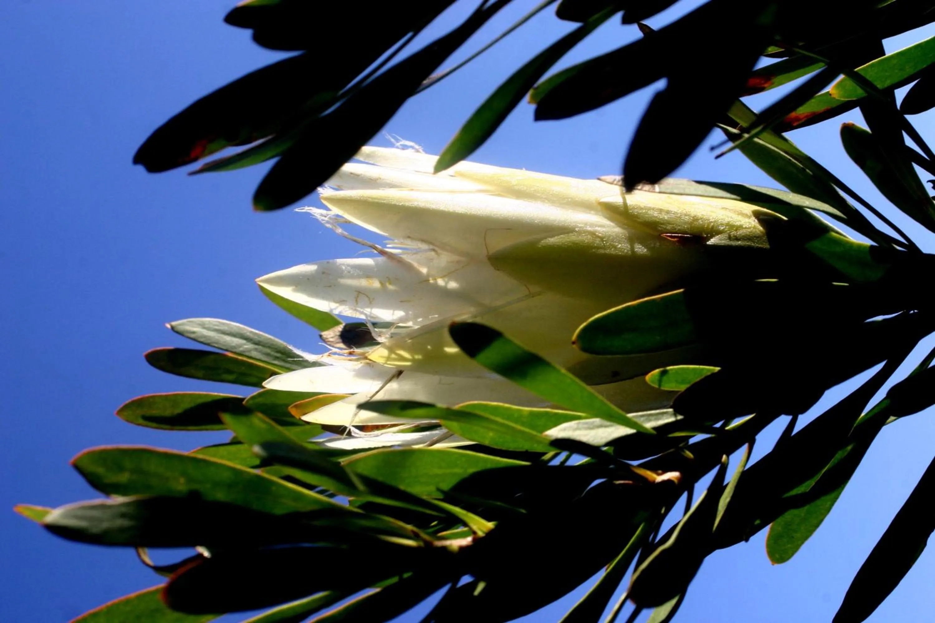 Garden view in Gourikwa Coastal Nature Reserve